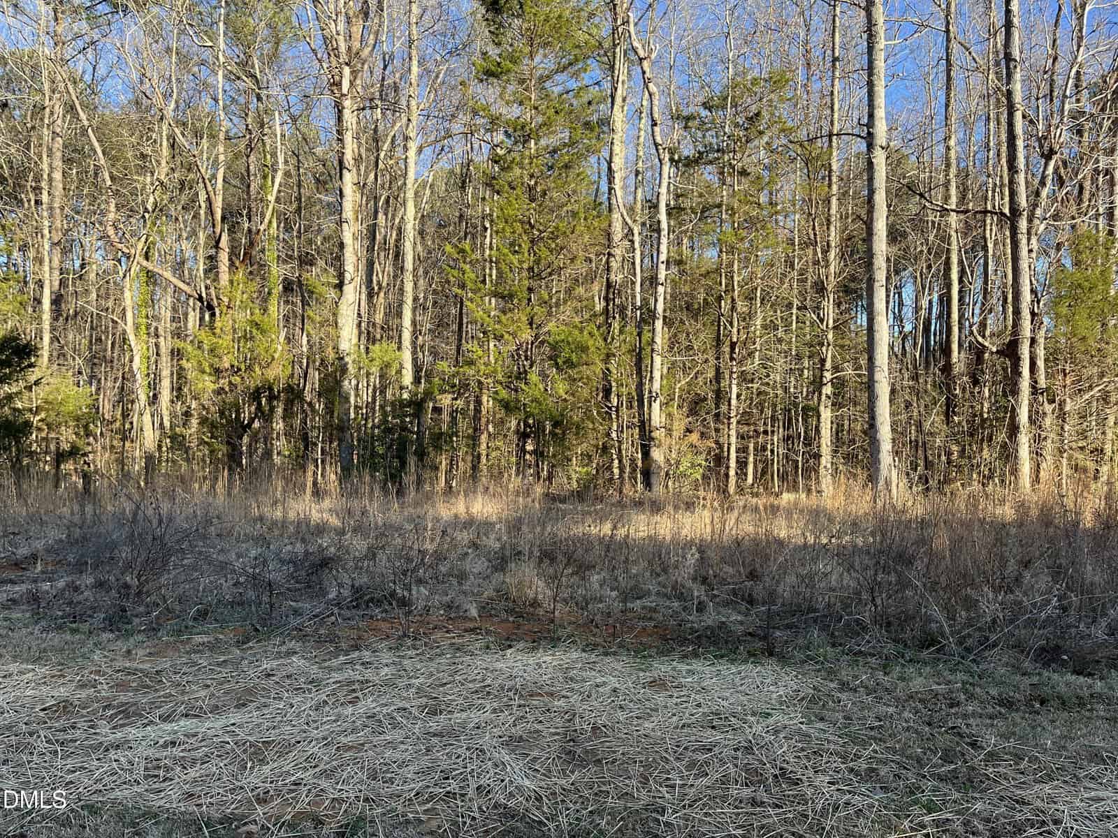 A patch of dry grass and dirt borders a dense forest of tall, leafless and evergreen trees under a clear blue sky.