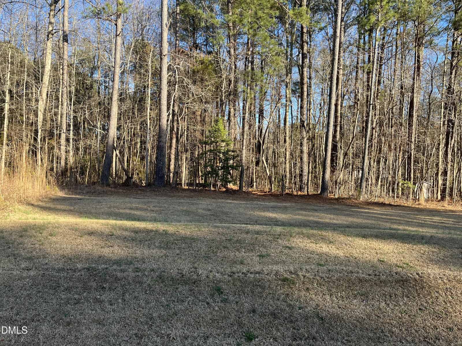 A grassy lawn with scattered sunlight is bordered by tall pine trees and dense woods under a clear blue sky.