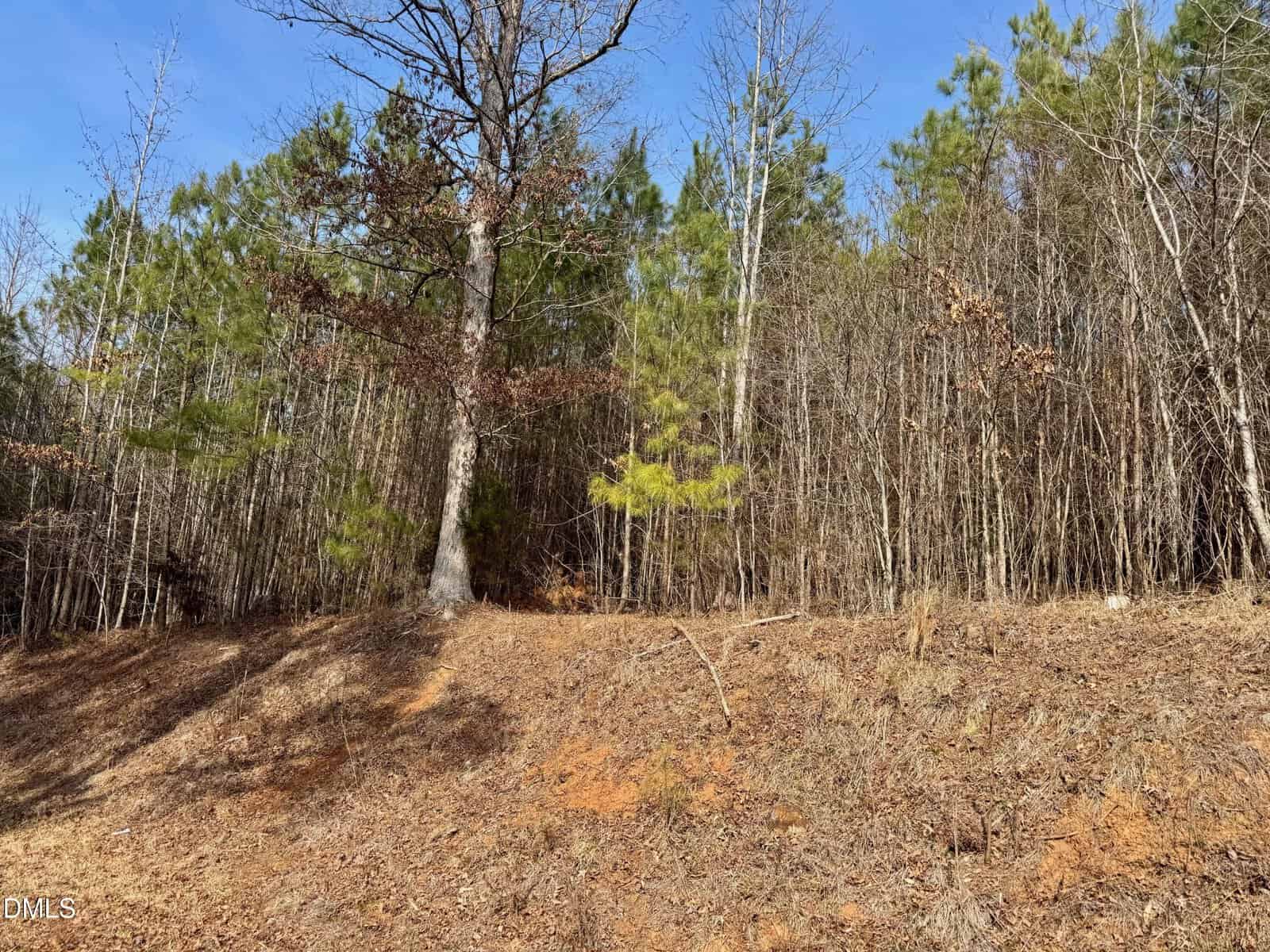 A sloped area covered with dry, brown leaves and sparse grass leads up to a dense forest of tall trees under a clear blue sky. Some trees have bare branches, while others are green with pine needles.