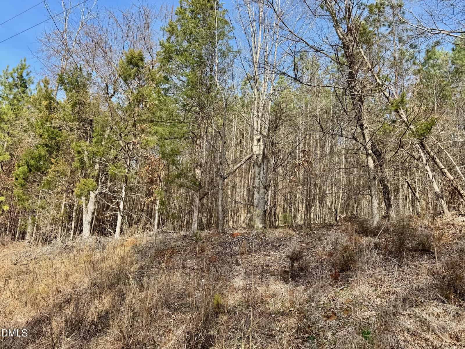 A sloped, wooded area with a mix of evergreen and leafless trees, dry grass, and underbrush under a clear blue sky. Some sunlight filters through the trees.