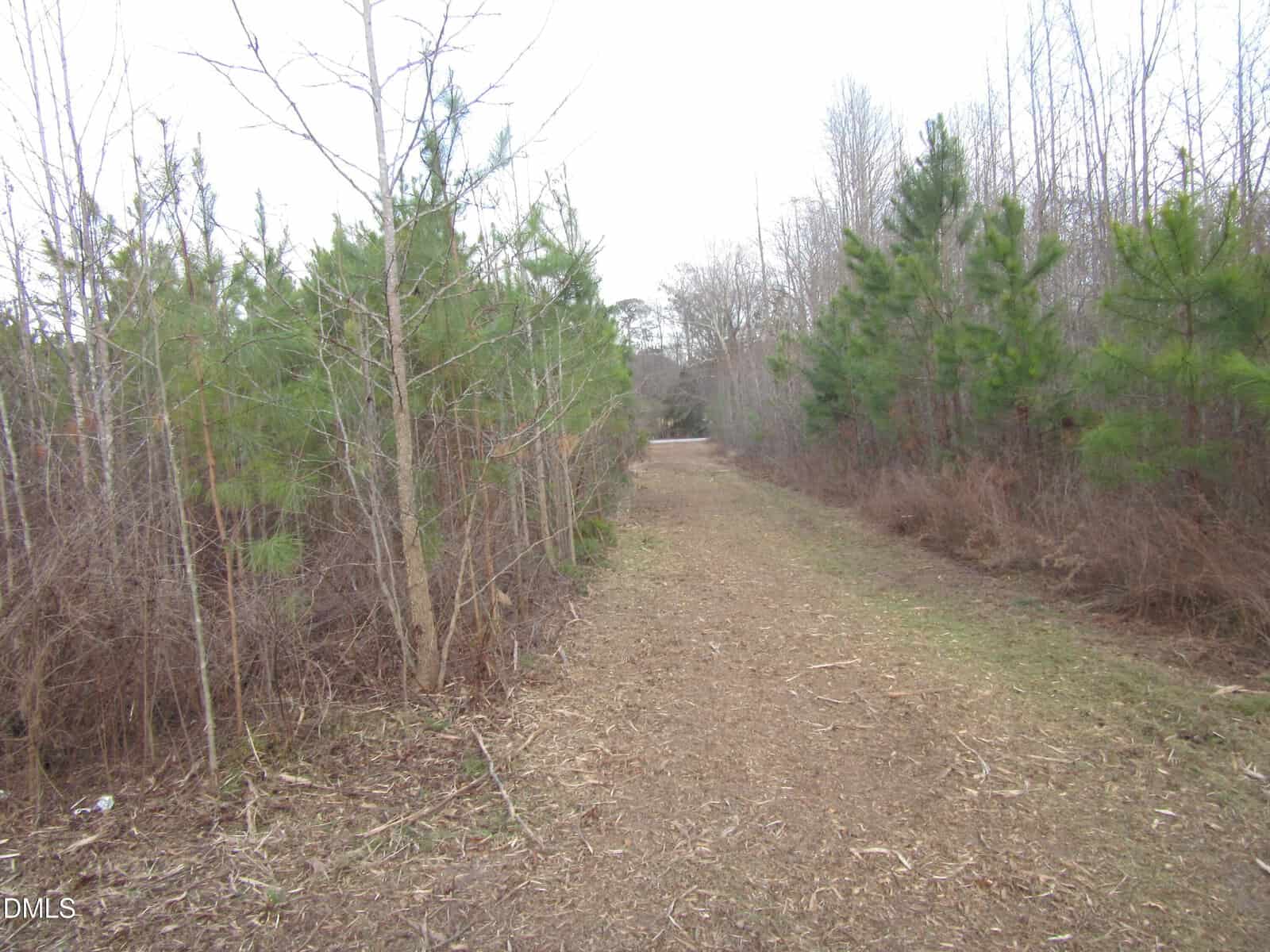 A dirt path runs through a wooded area with thin, leafless trees and green pines on both sides. The sky is overcast, and the path narrows as it extends toward the distance.