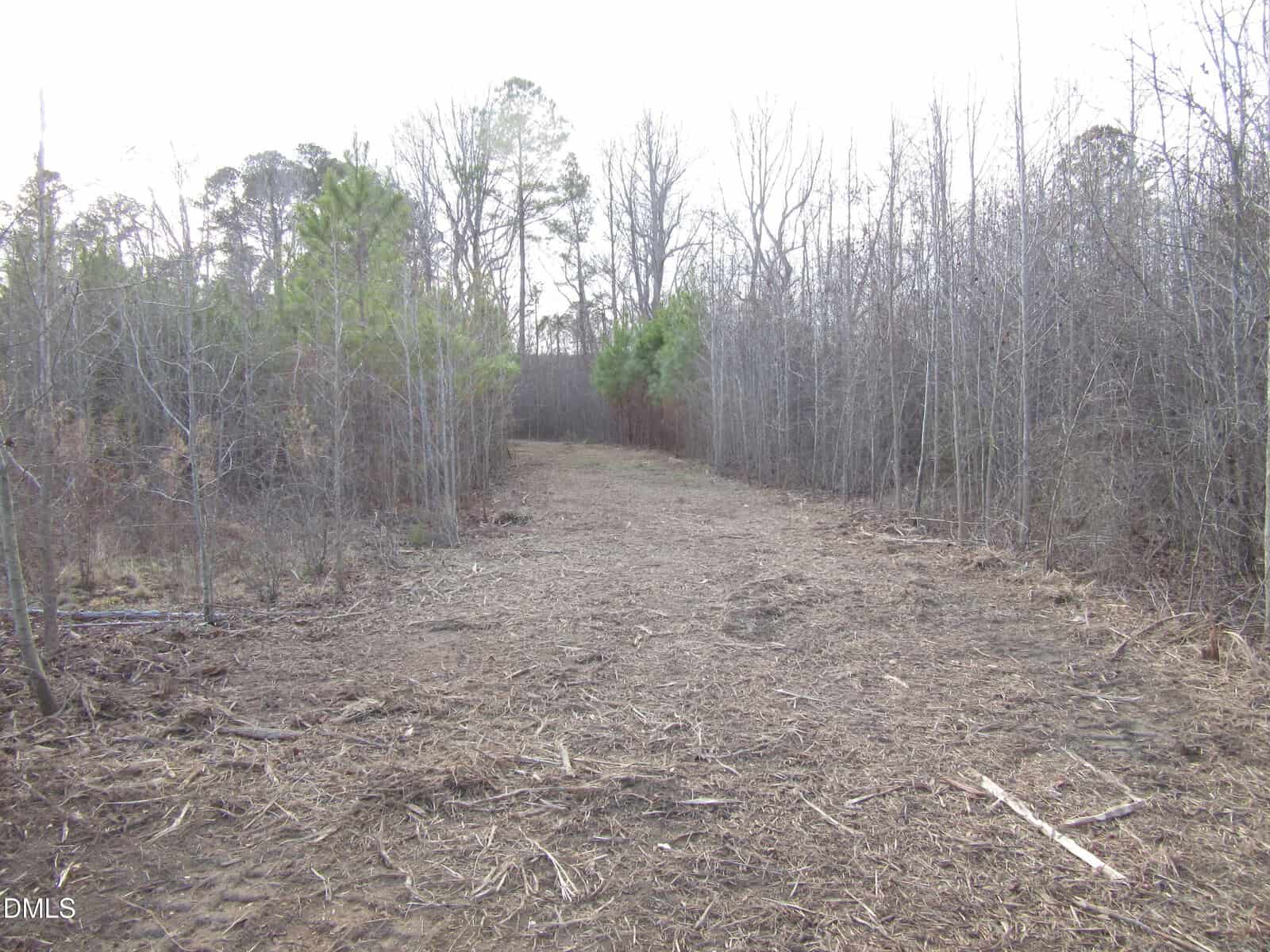 A cleared dirt path runs through a wooded area with bare trees on both sides. A few green pine trees are visible, and the sky is overcast. The ground is covered with dry grass and branches.
