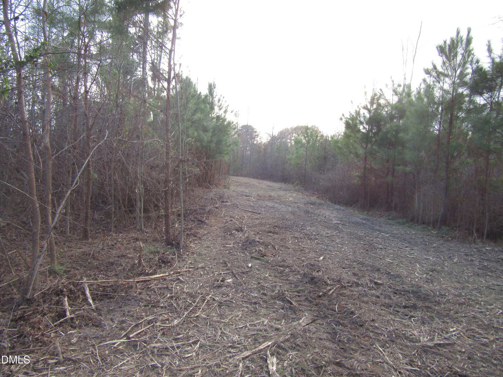 A dirt path runs through a lightly wooded area with young trees and sparse vegetation on both sides. The ground appears cleared, with scattered twigs and debris along the trail.