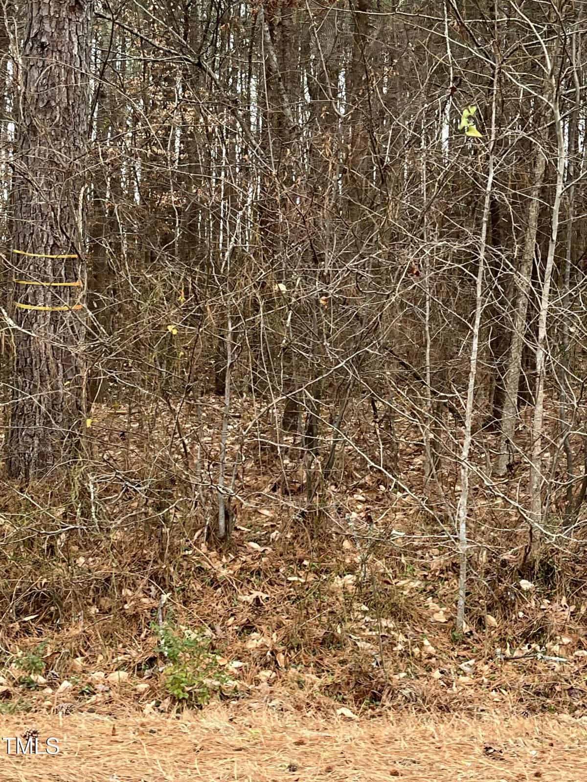 Leafless trees and dense underbrush in a forested area near 1822 Ruin Creek Road, Henderson, with dried leaves covering the ground and a strip of pine straw in the foreground. Yellow markings are visible on a tree trunk to the left.