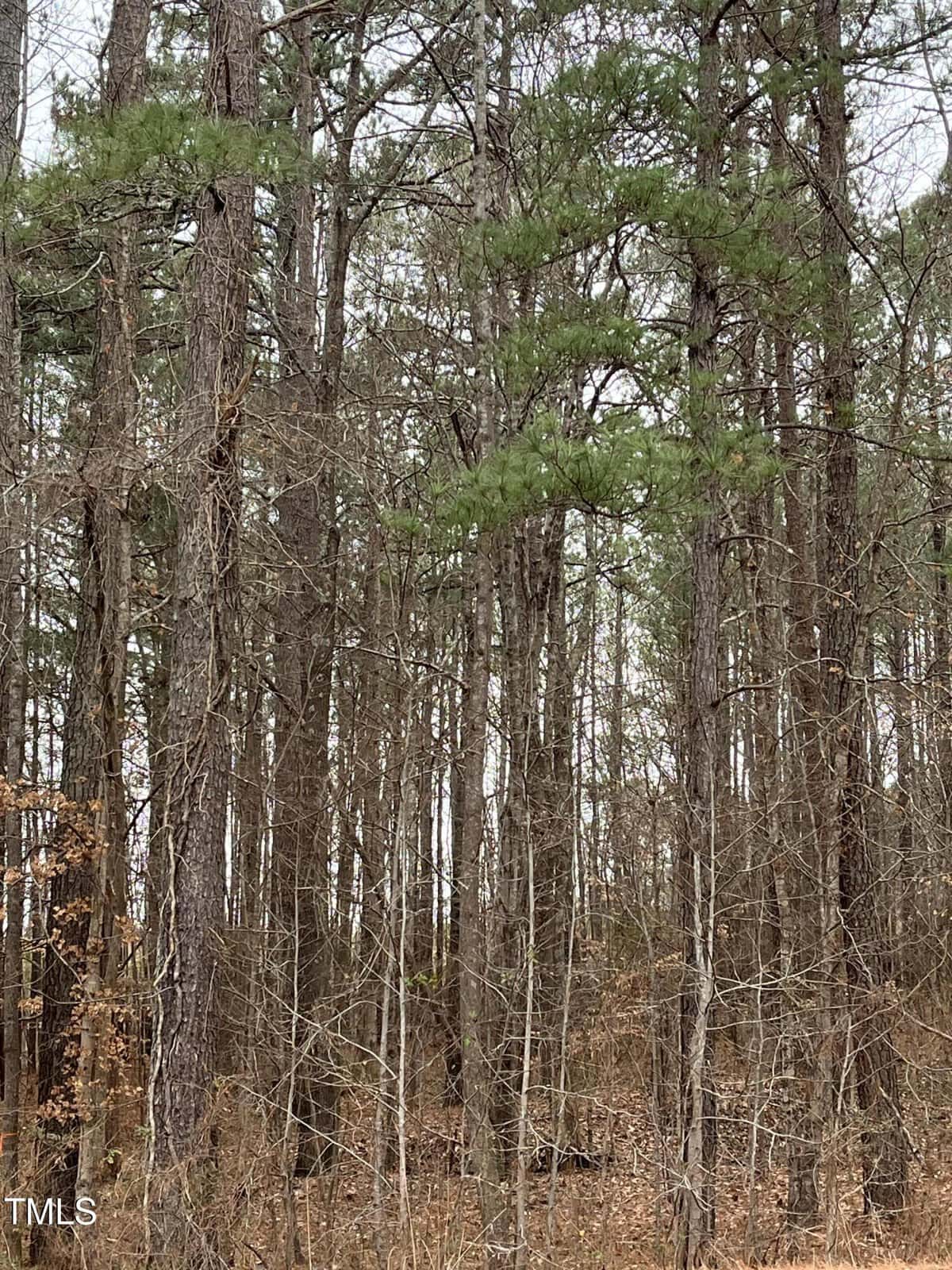 A dense forest with tall, mostly leafless trees and some green pine branches. The ground is covered with dry leaves and underbrush. The scene appears natural and undisturbed. “TMLS” is visible in the bottom left corner.