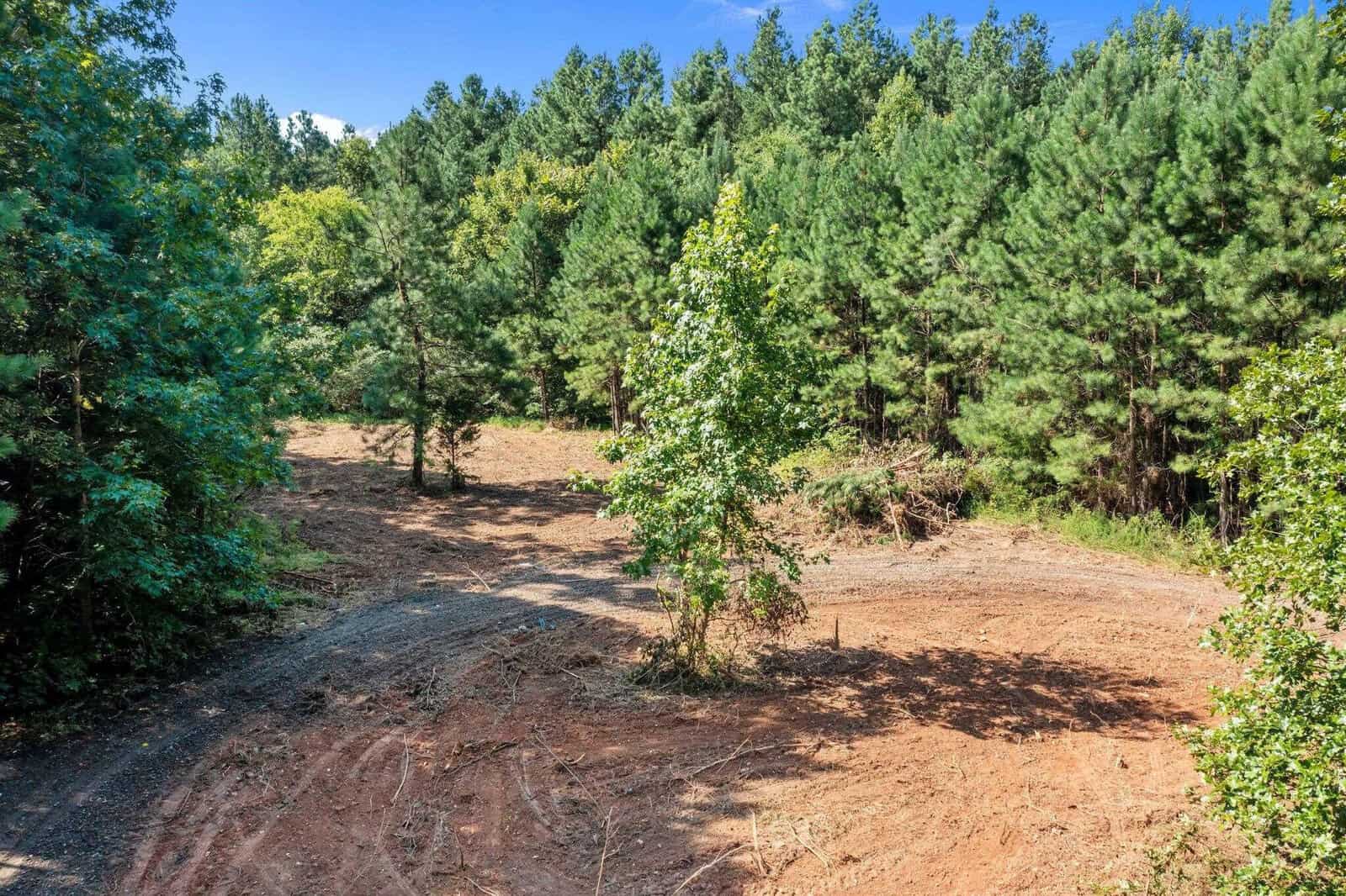 A clearing in a forest with a dirt path curving around a small tree in the center. Pine trees and other greenery surround the open area under a blue sky.