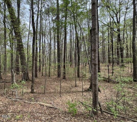A forest scene near Littleton with tall, thin trees and sparse undergrowth. The ground at 0 Lot 336 Forest Hills Drive is covered with fallen leaves and small branches, while fresh green leaves are starting to grow on the trees.