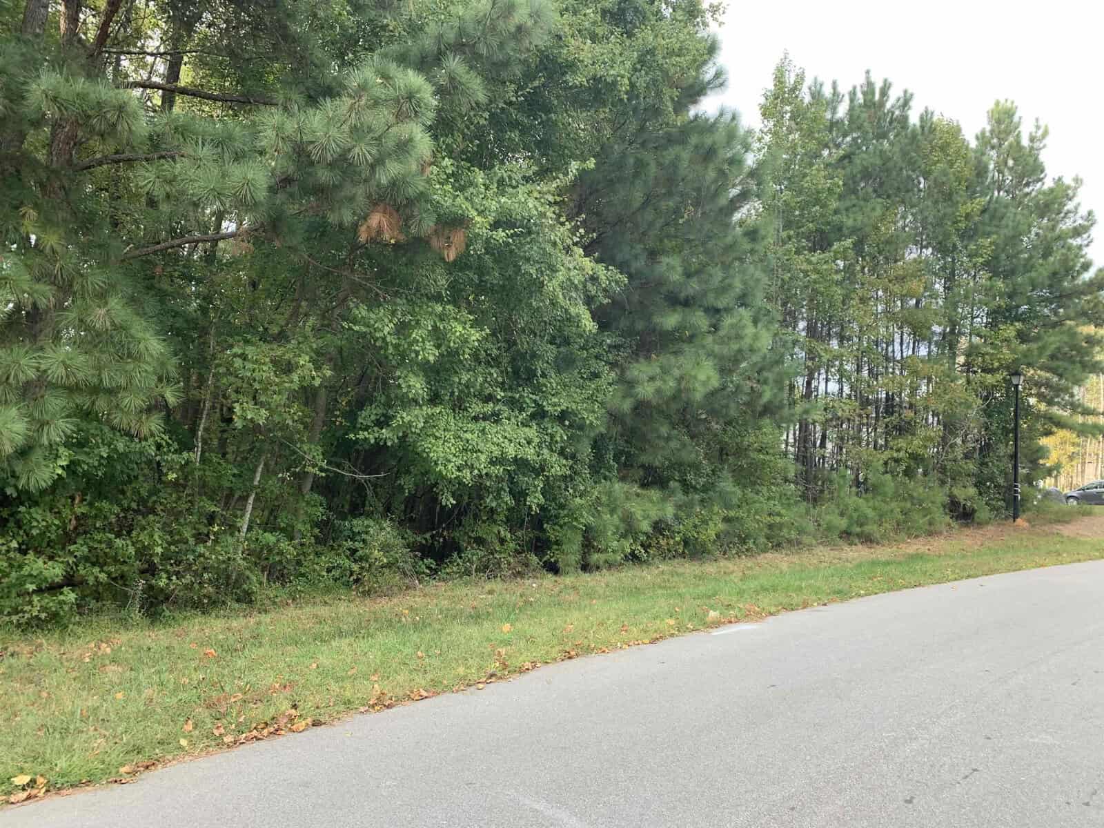 A paved road runs alongside a grassy strip and a dense line of tall green pine trees and other foliage under a cloudy sky.