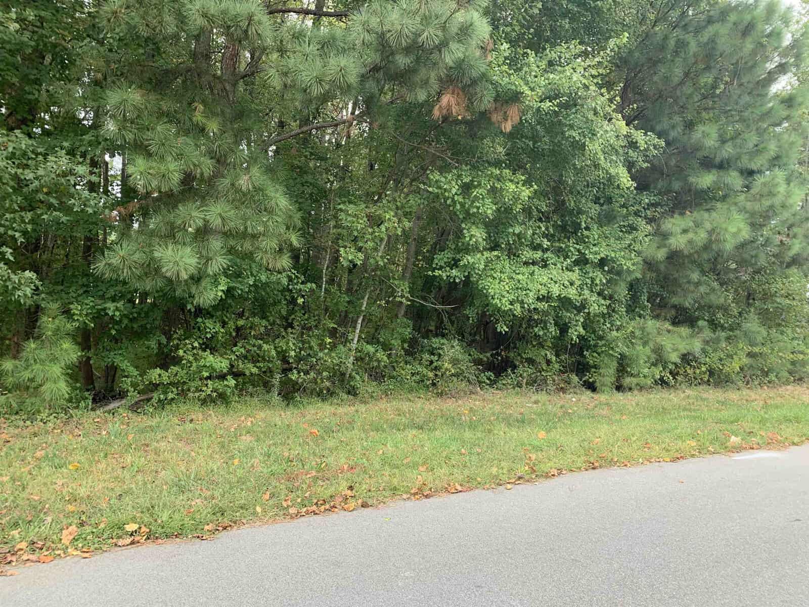 A paved road runs alongside a grassy area bordered by dense green trees and bushes. Fallen leaves are scattered on the grass near the edge of the road.