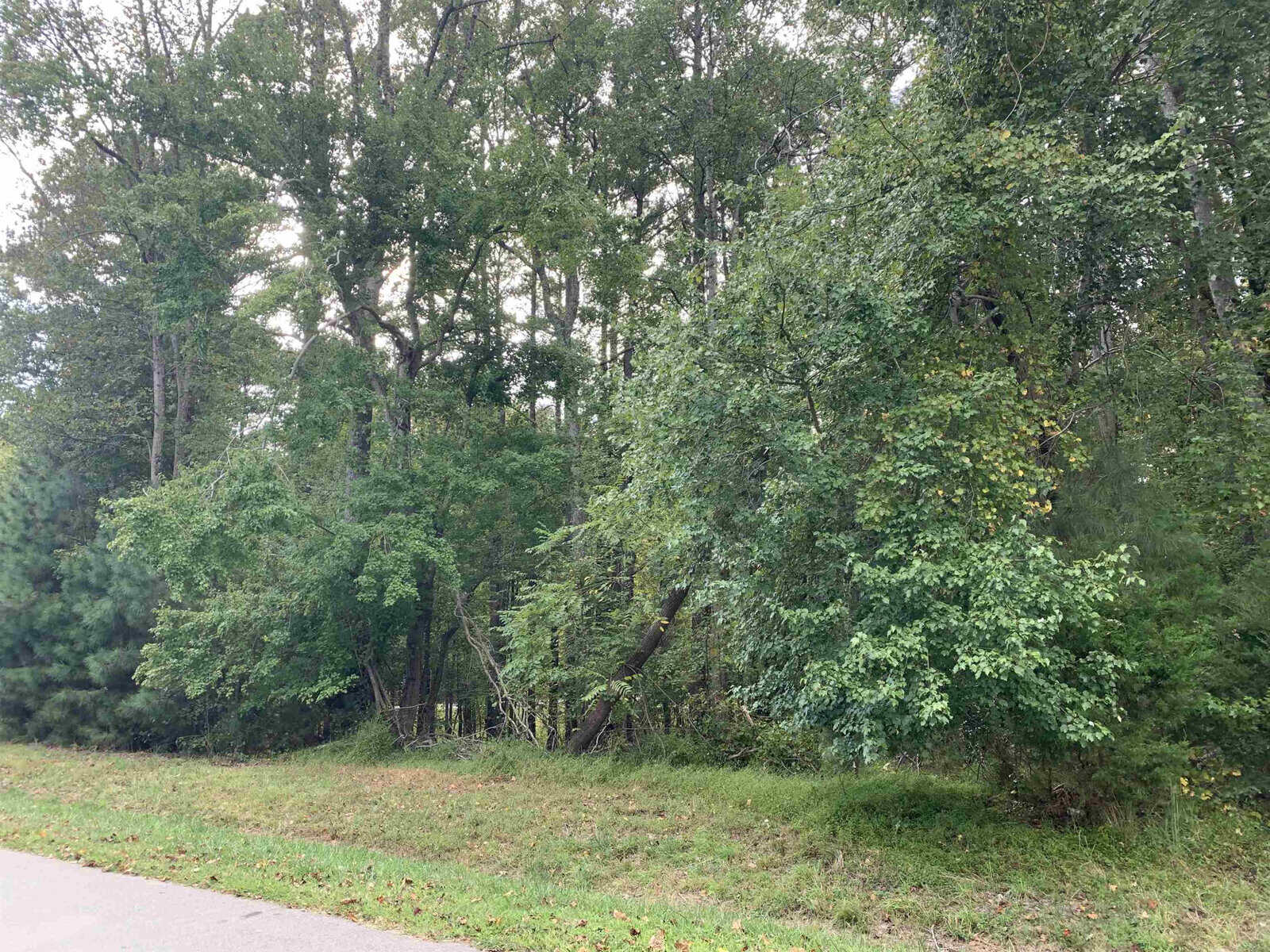 A paved road runs alongside a dense, green forest with various trees and underbrush. The scene appears peaceful, with overcast lighting and no people or vehicles visible.