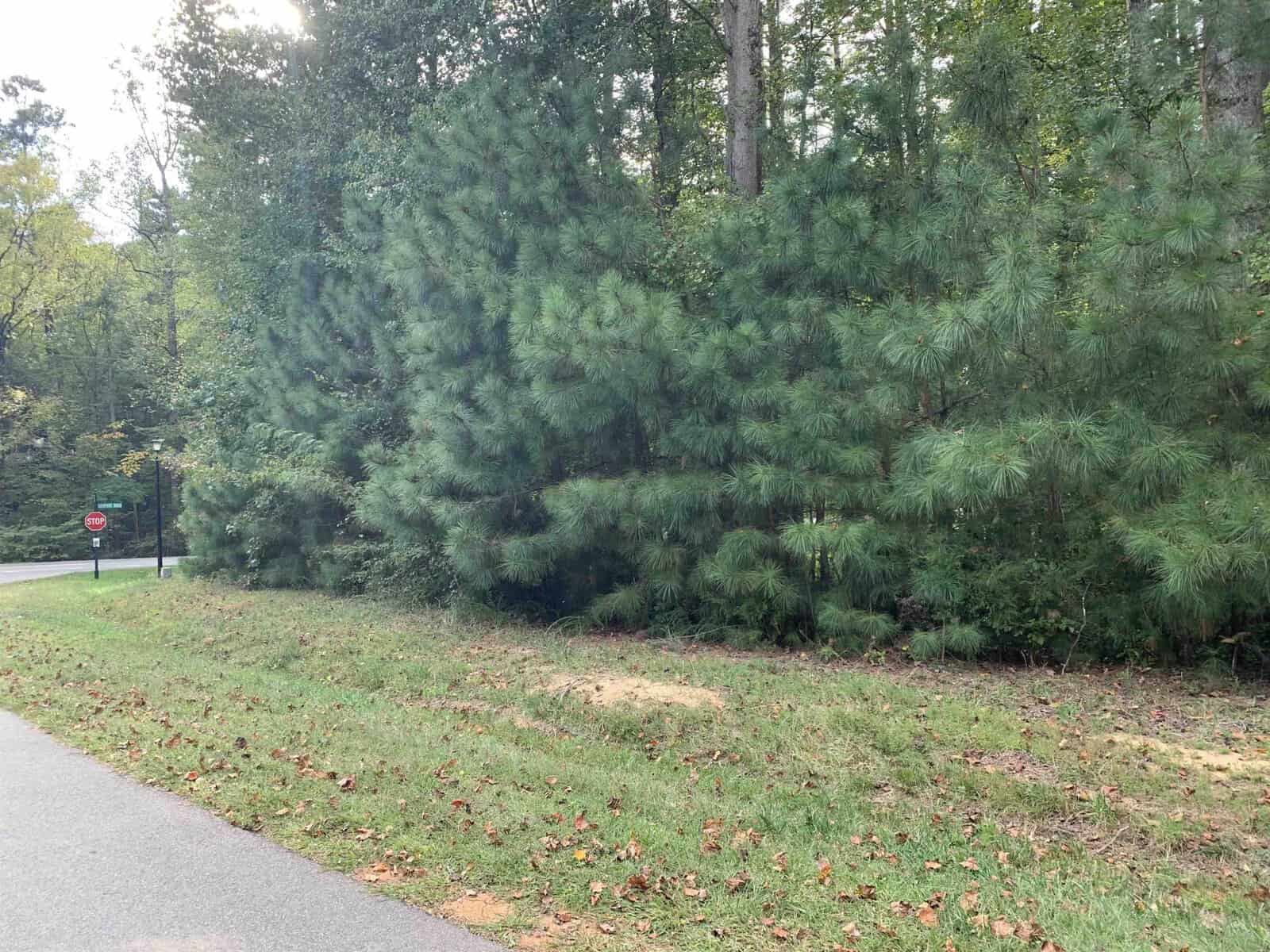 A paved road curves left next to a grassy area with scattered fallen leaves. Dense pine trees border the right side, and a small red stop sign is visible near the trees in the background.