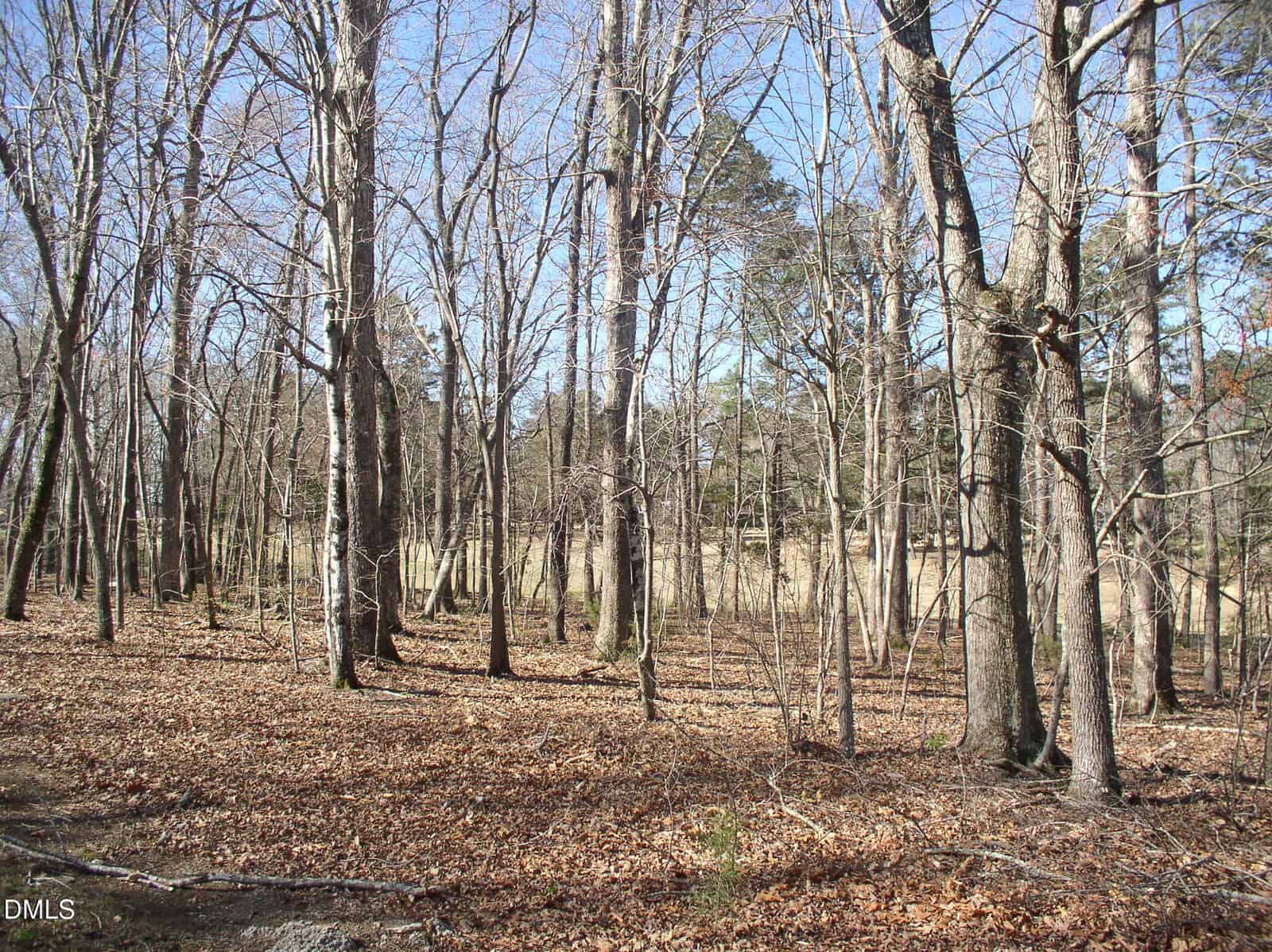 A forested area with tall, leafless trees and a ground covered in fallen leaves. Some sunlight filters through the branches, and a grassy clearing is visible in the background under a clear blue sky.