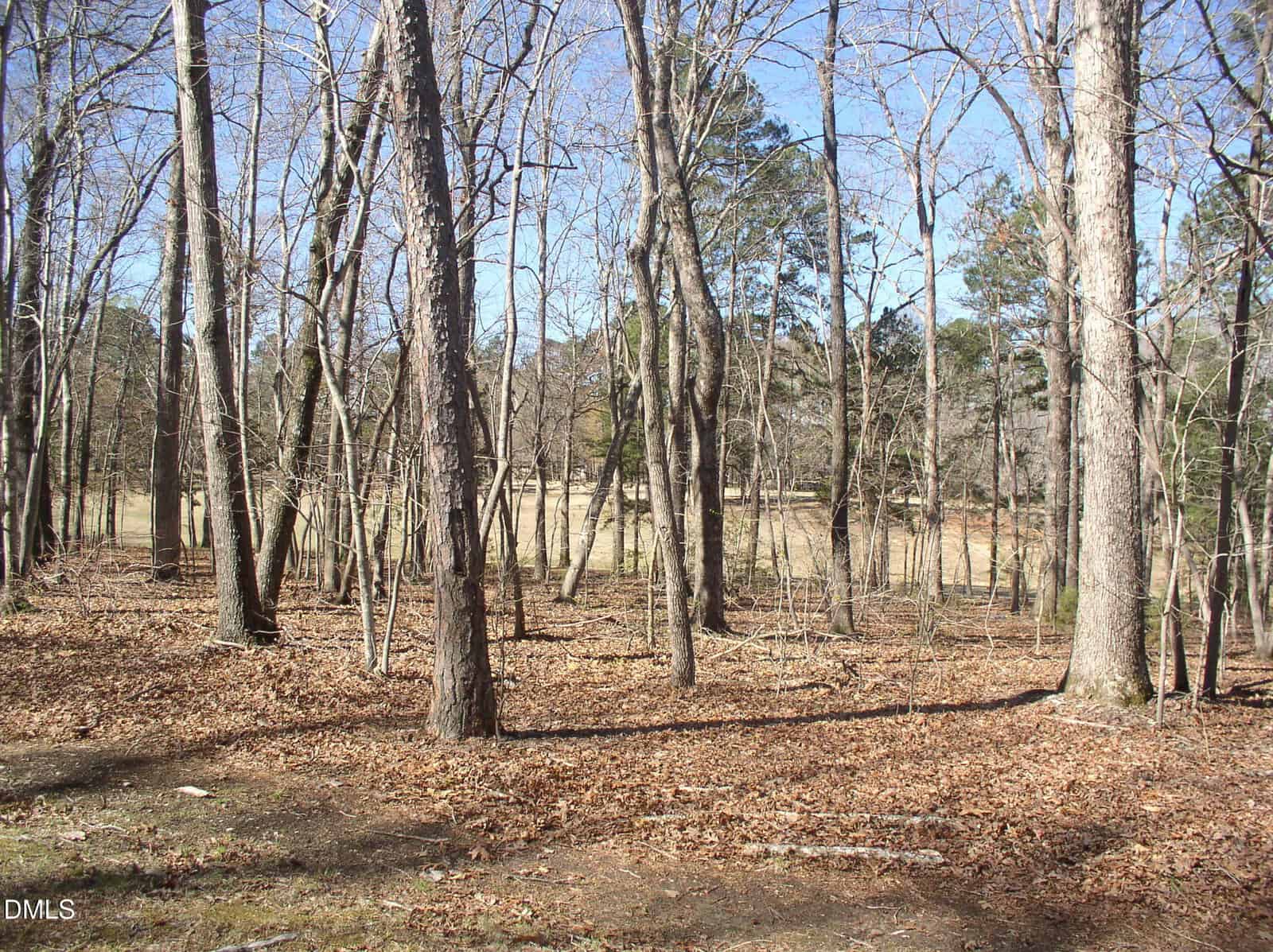 Leafless trees stand in a wooded area with a ground covering of dry leaves. In the background, there is an open, grassy field under a clear blue sky.