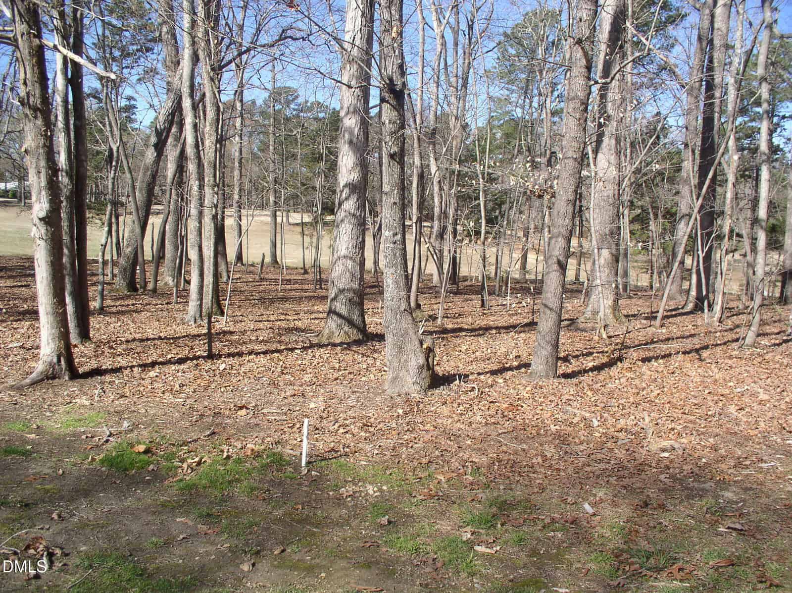 A wooded area with tall, leafless trees and a ground covered in brown leaves. Some patches of green grass are visible, and sunlight casts shadows from the trees. In the background, an open grassy field can be seen.