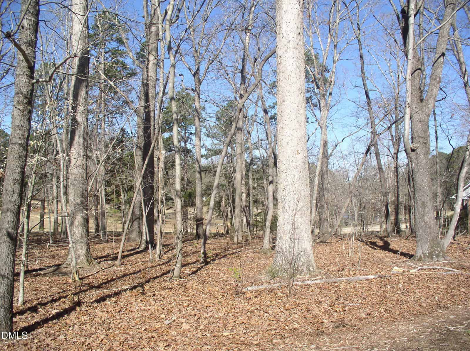 A wooded area with tall, leafless trees, scattered branches, and a ground covered in dry leaves. In the background, there are more trees and a clear blue sky.