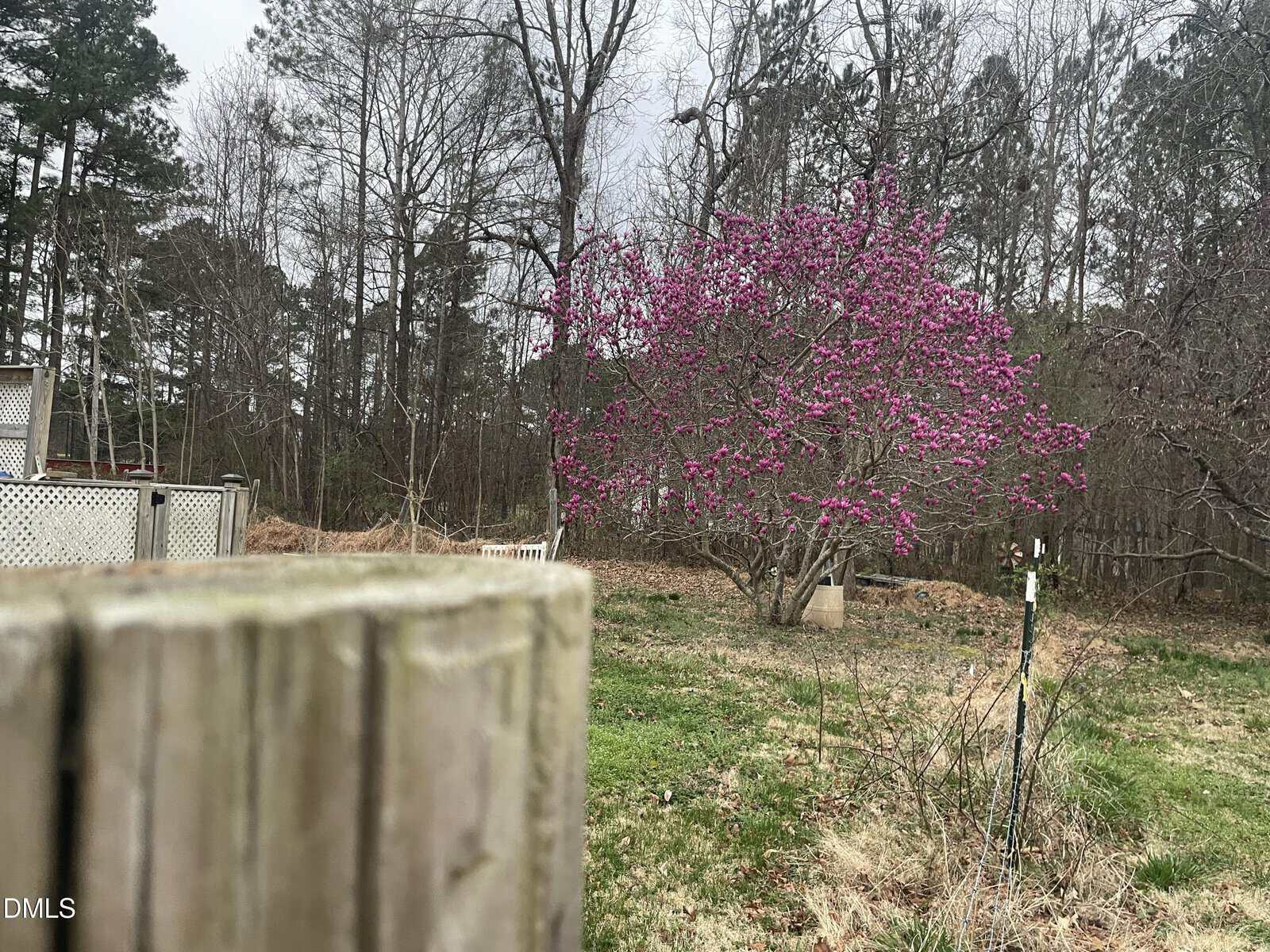A wooden fence post in the foreground with a grassy yard and a tree blooming with bright pink flowers in the midground; leafless trees and a cloudy sky in the background.