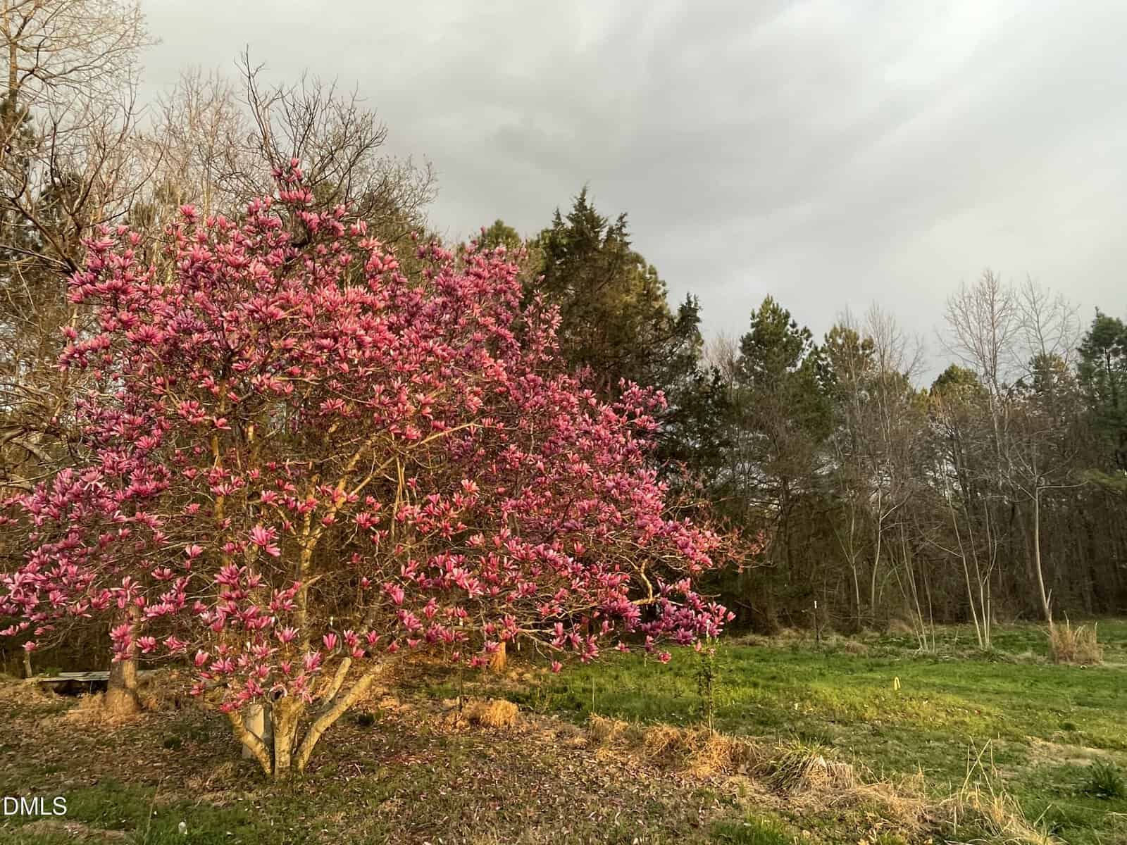 A tree with pink blossoms stands in a sunlit grassy area near the edge of a wooded area with other trees in the background under a cloudy sky.