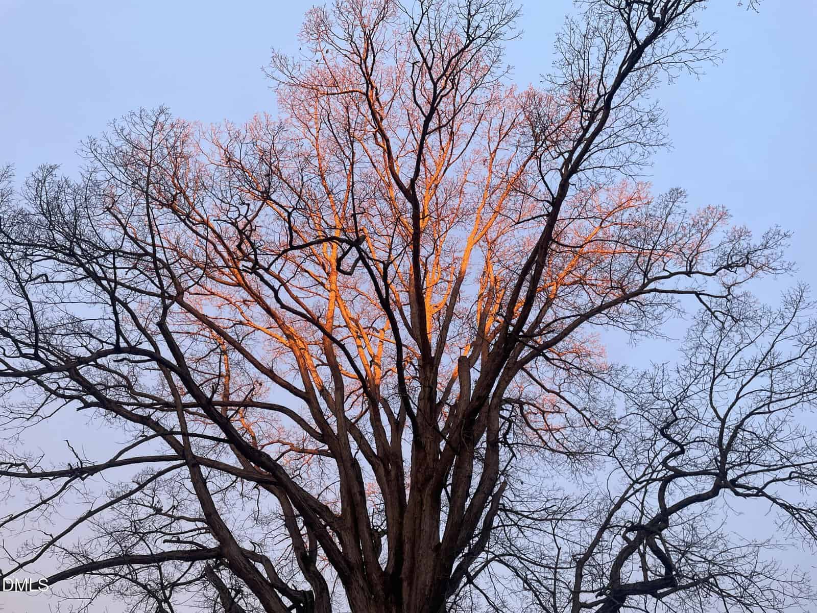 A large, leafless tree stands against a pale blue sky at dusk. Sunlight highlights the upper branches with an orange glow while the lower limbs remain in shadow.