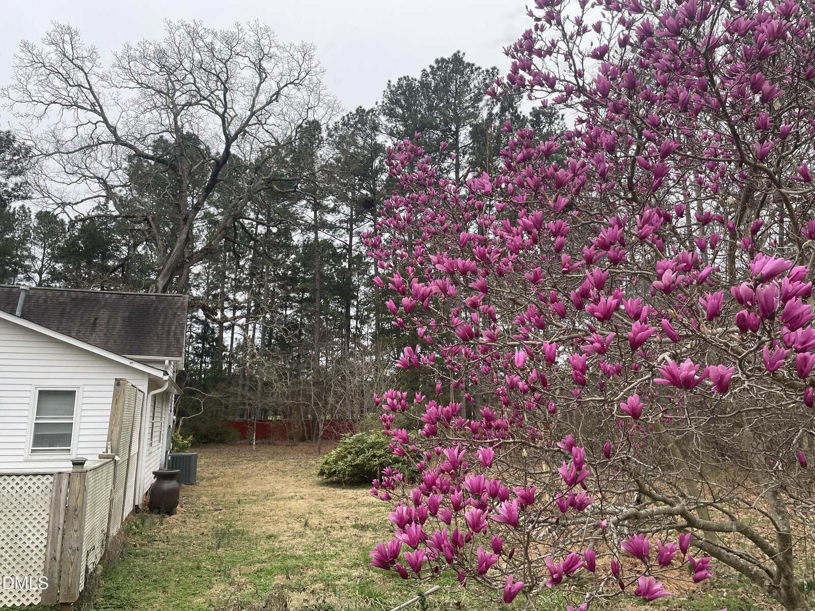 A blooming tree with bright pink flowers stands next to a white house with a fenced porch. The yard has patchy grass and is bordered by tall trees and shrubs under an overcast sky.
