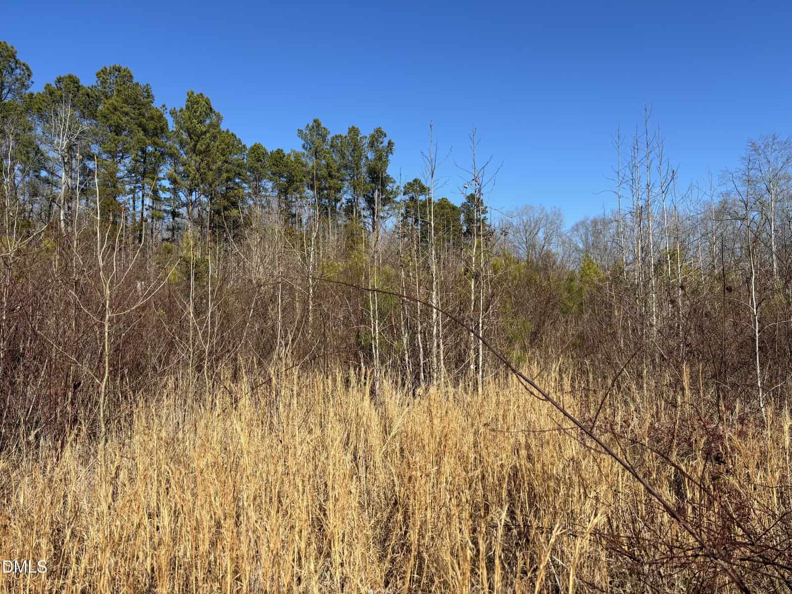 Tall dry grasses and leafless shrubs fill the foreground, with pine trees and other trees in the background under a clear blue sky.