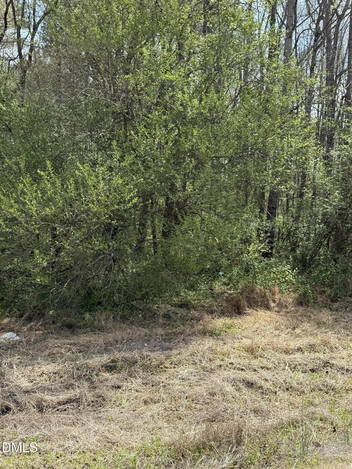 A patch of dry grass leads to dense green bushes and trees. Sparse sunlight filters through the foliage, and the ground appears uneven with some scattered debris.