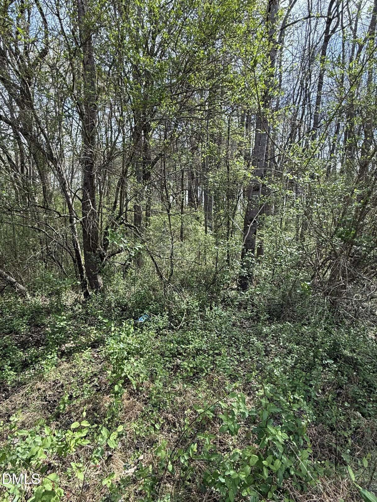 A densely wooded area with various green shrubs, vines, and tall trees. Sunlight filters through the branches, and the ground is covered with thick undergrowth. The sky is partly visible through the foliage.