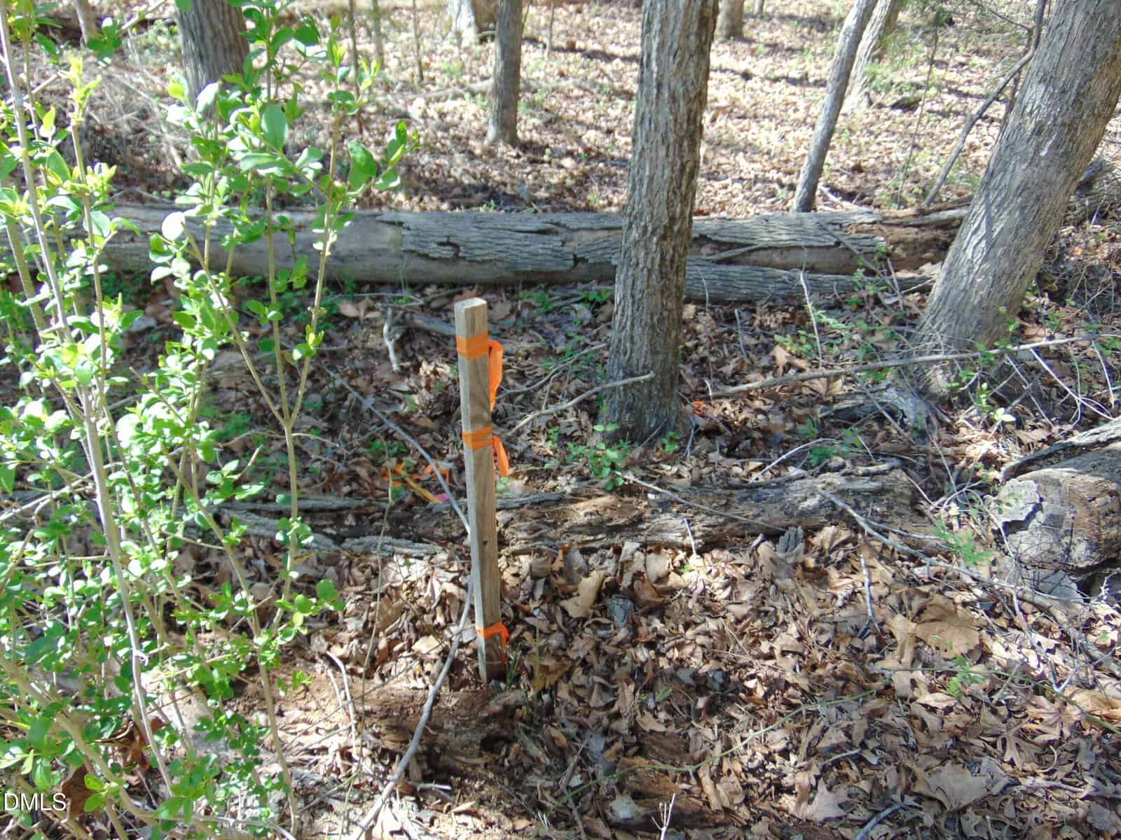 A wooden stake with orange ribbons stands in a wooded area with trees, fallen branches, and dry leaves covering the ground.