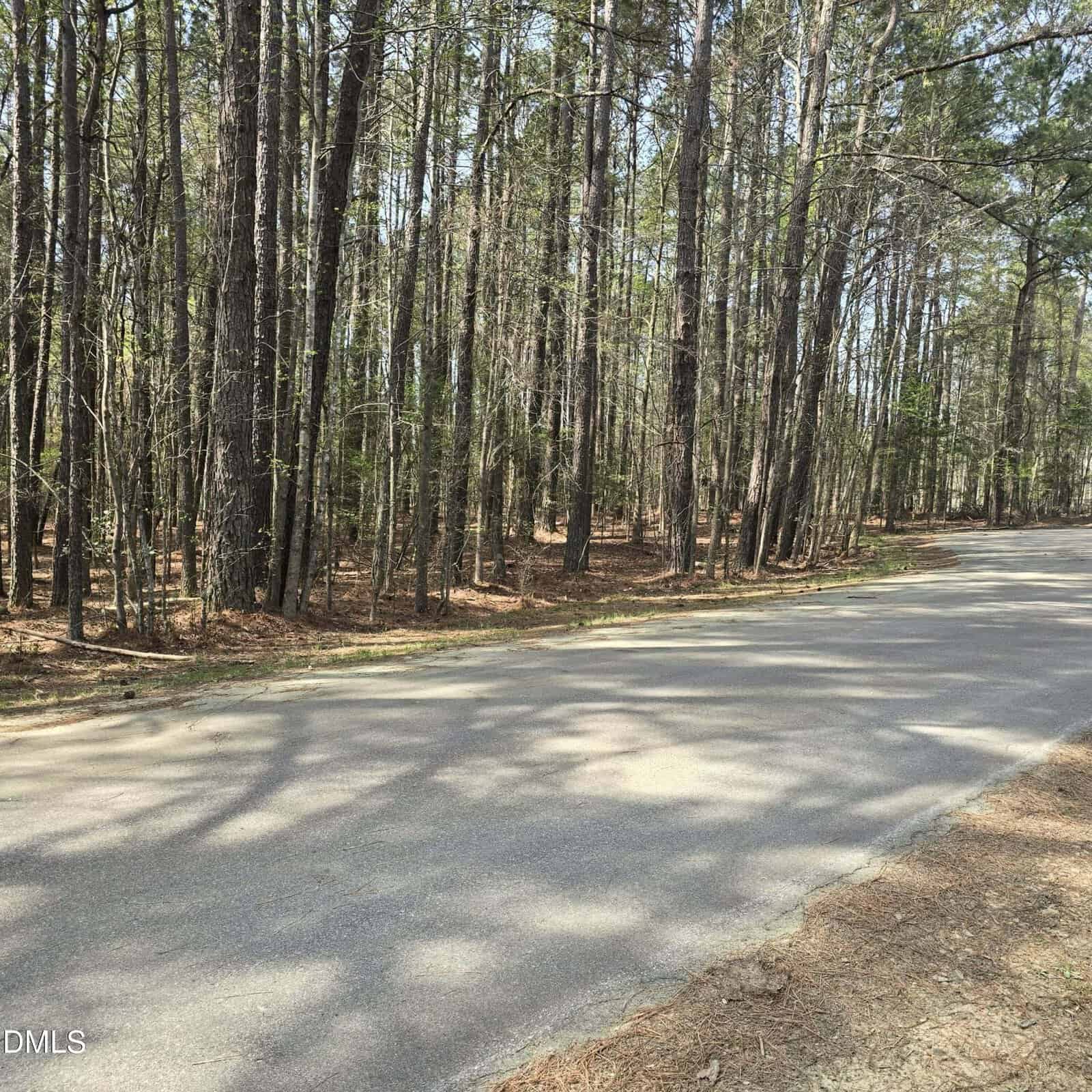 A paved road runs alongside a dense forest of tall, thin trees with sparse undergrowth. Shadows from the trees fall across the road, and the scene appears calm and quiet during daylight.