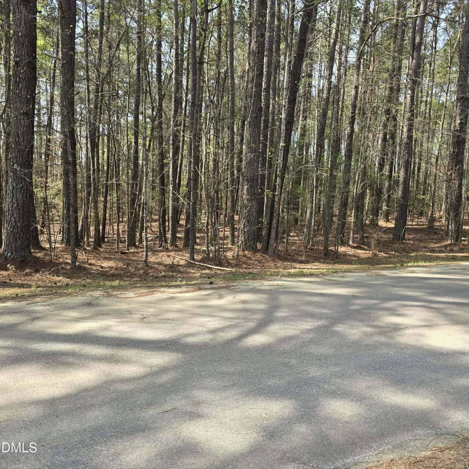 A paved road runs alongside a wooded area with tall, thin trees. The ground is covered in pine needles and the sunlight casts shadows from the trees onto the road.