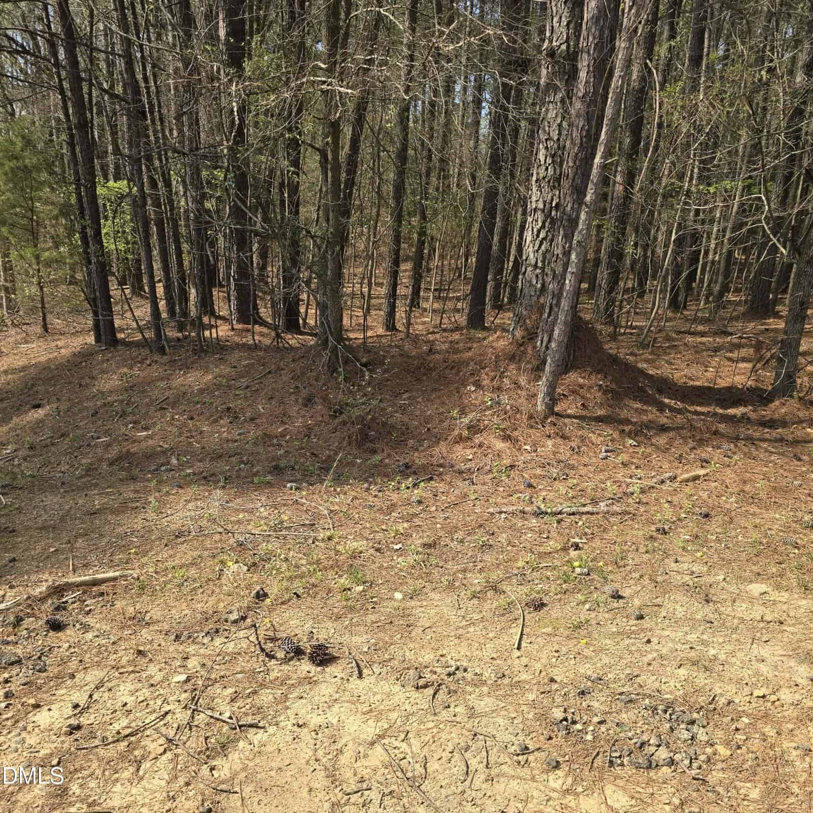 A forest scene with tall, thin trees, sparse undergrowth, and a ground covered in dry leaves, pine needles, and dirt. Sunlight filters through the trees.