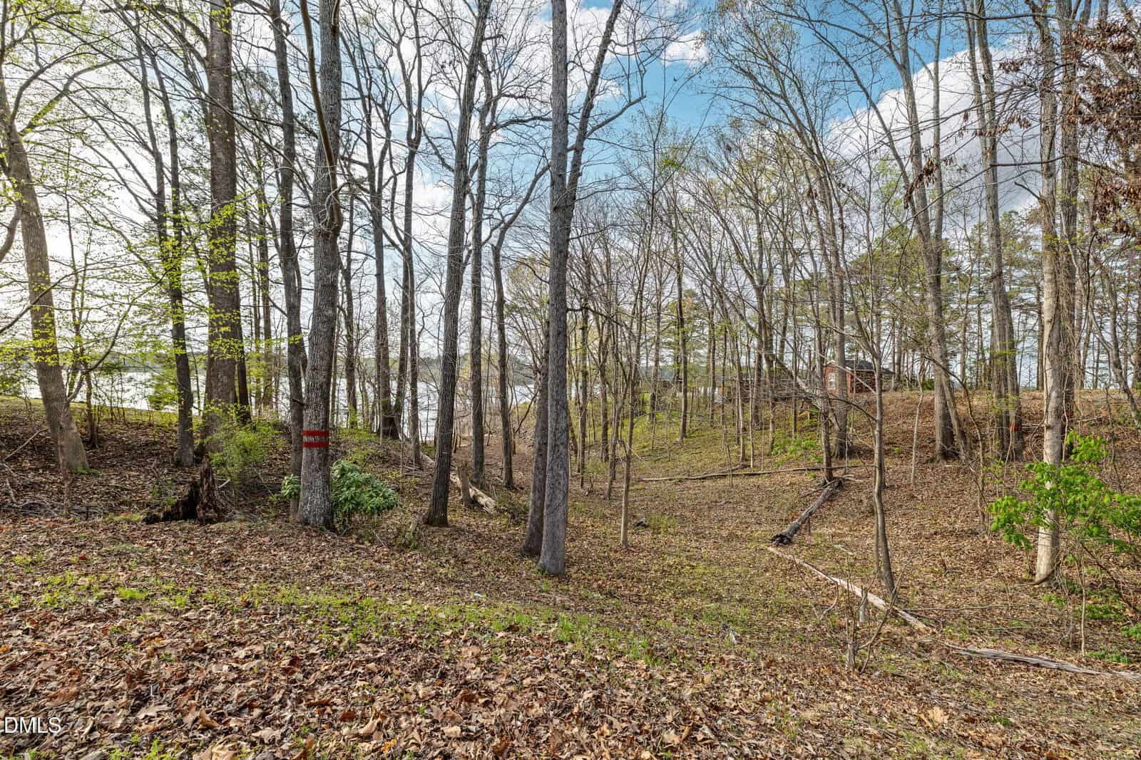 A wooded area with tall, leafless trees and sparse green foliage on the ground, with a small sign posted on one tree. The ground is covered in fallen leaves and branches, and a cloudy sky is visible above.