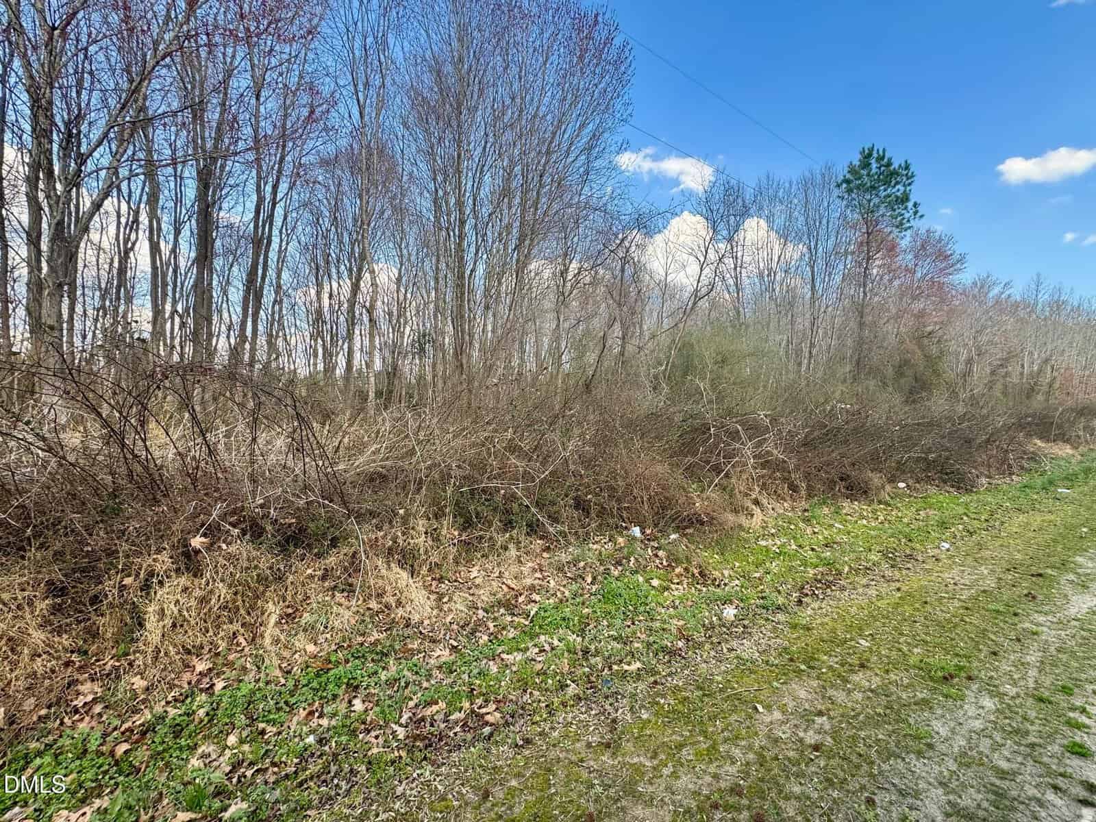 View of a roadside with grass and scattered fallen leaves in the foreground, dense brush and leafless trees behind, and a bright blue sky with scattered clouds above.