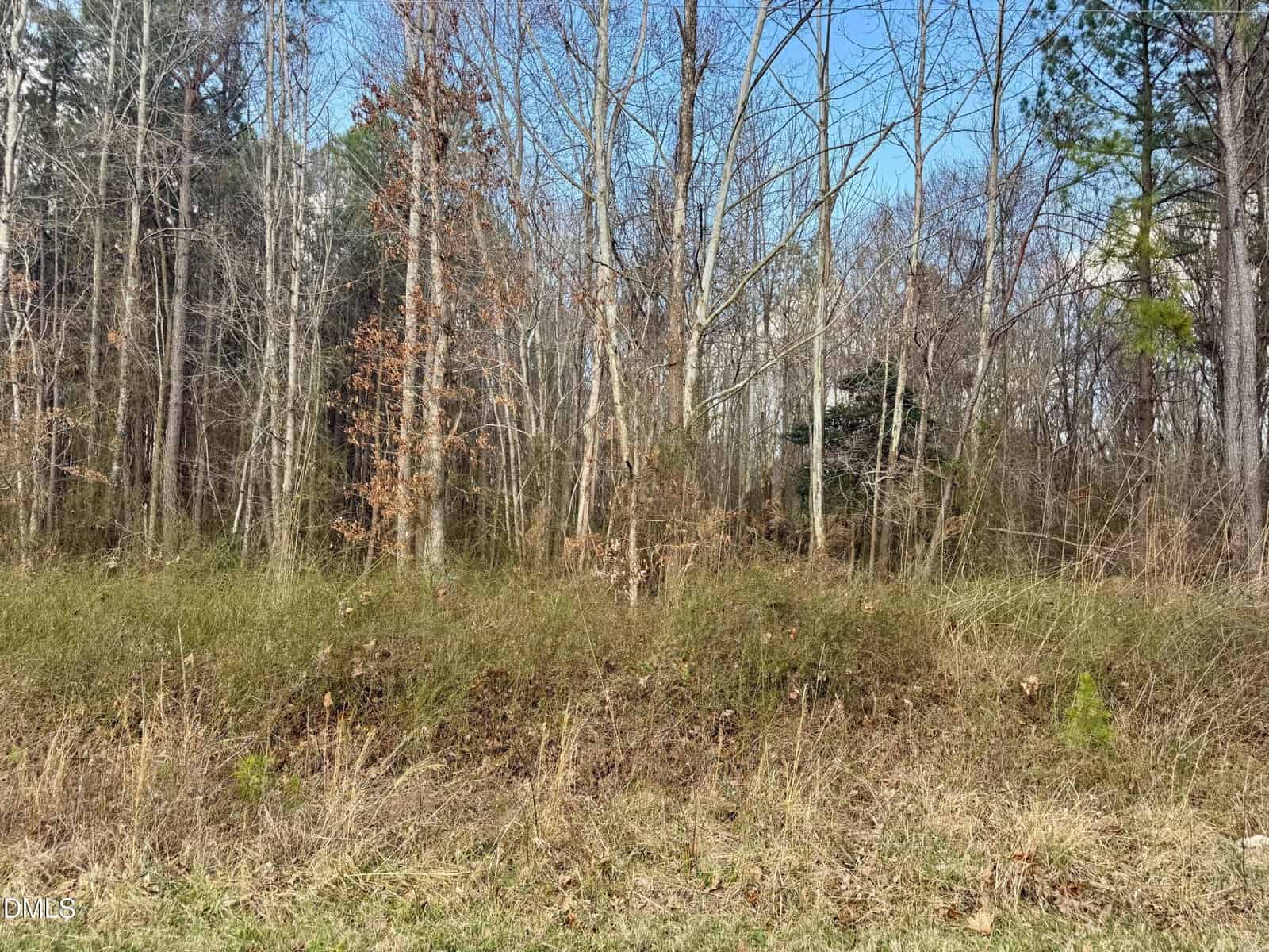 A patch of overgrown grass and brush in front of a dense forest with bare trees and some evergreen trees under a blue sky.