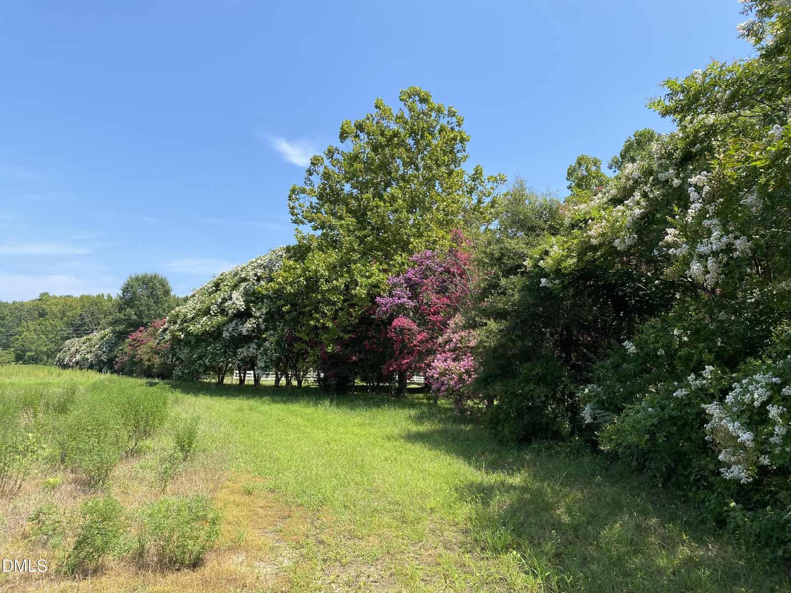 A sunny landscape with green grass, leafy trees, and flowering bushes in white and pink. The sky is clear and blue, creating a bright and peaceful outdoor scene.