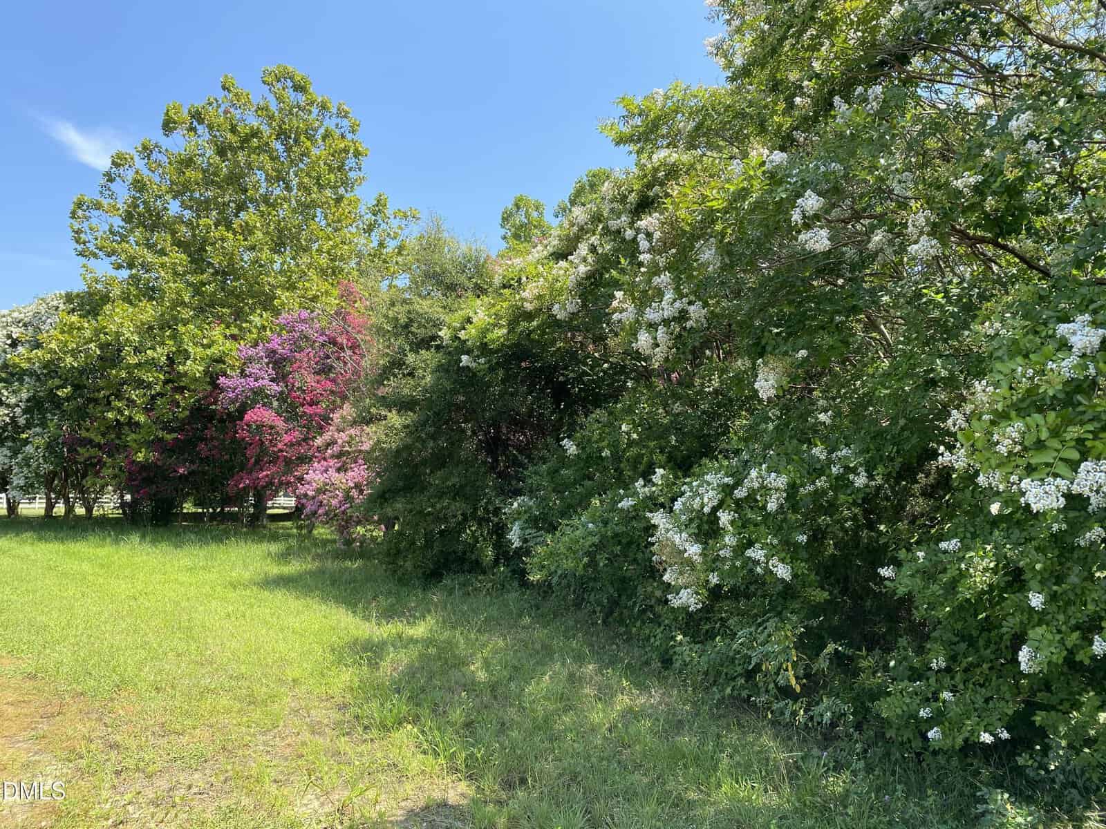 A sunny outdoor scene with green grass, tall trees, and blooming bushes—one with pink flowers and another with clusters of white flowers—under a clear blue sky.