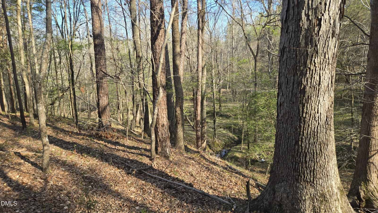 A forest scene with tall trees, mostly leafless, covering a sloped ground strewn with dry leaves. Sparse green foliage appears in the background, and a small creek runs through the center.