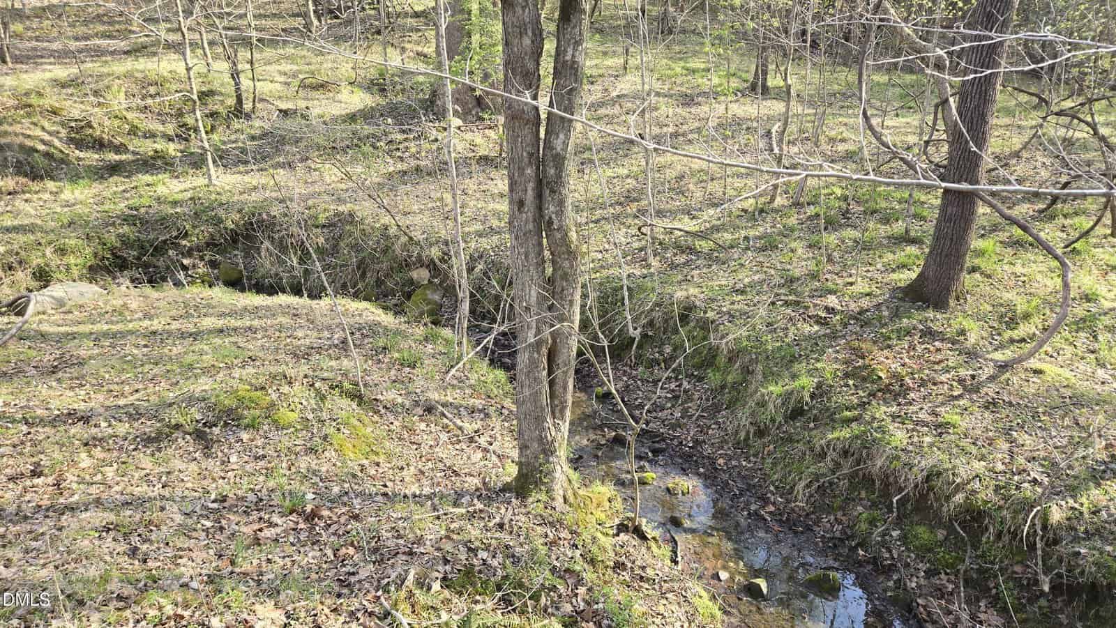 A small creek runs through a forested area with sparse trees and patches of grass and moss. Fallen leaves cover parts of the ground, and sunlight filters through the trees.