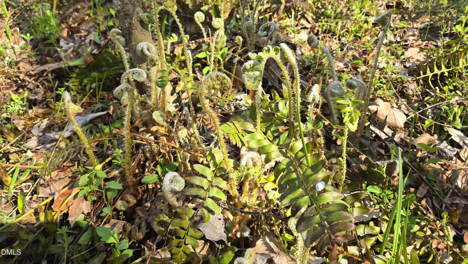 A cluster of young ferns with tightly coiled fiddleheads grows among dried leaves and green grass on a forest floor, illuminated by sunlight.