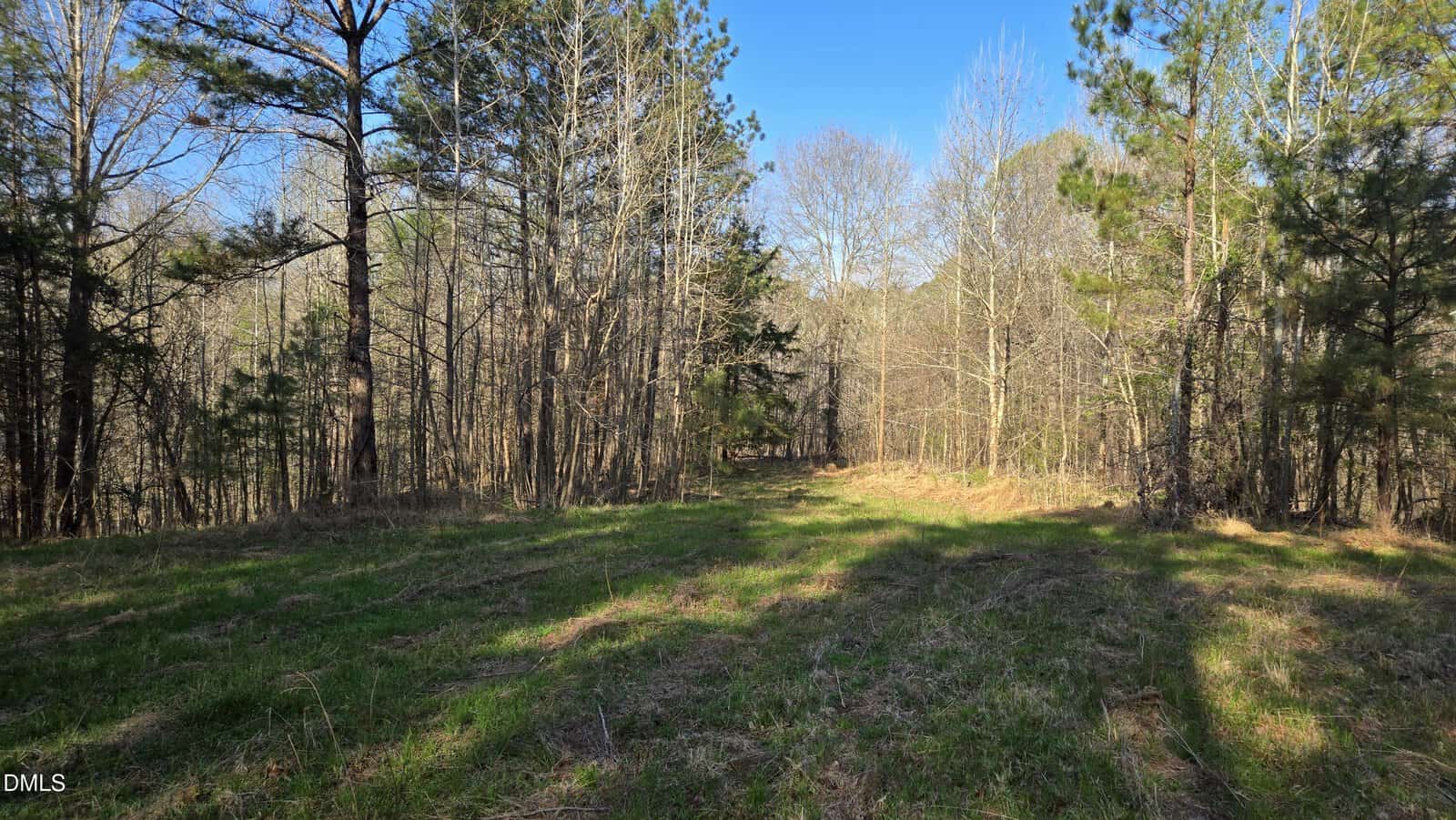 A grassy clearing surrounded by tall trees with bare branches and some evergreens, under a clear blue sky. Shadows from the trees stretch across the ground.