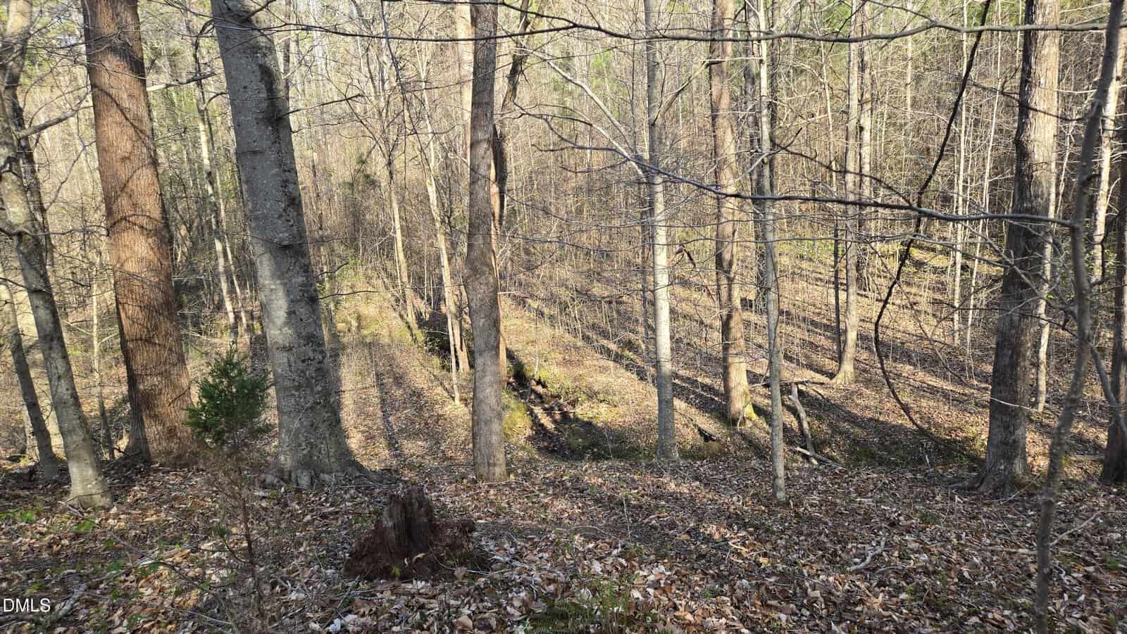 A forest with tall, leafless trees and a ground covered in fallen leaves. Sunlight casts long shadows, and there is a small tree stump in the foreground.