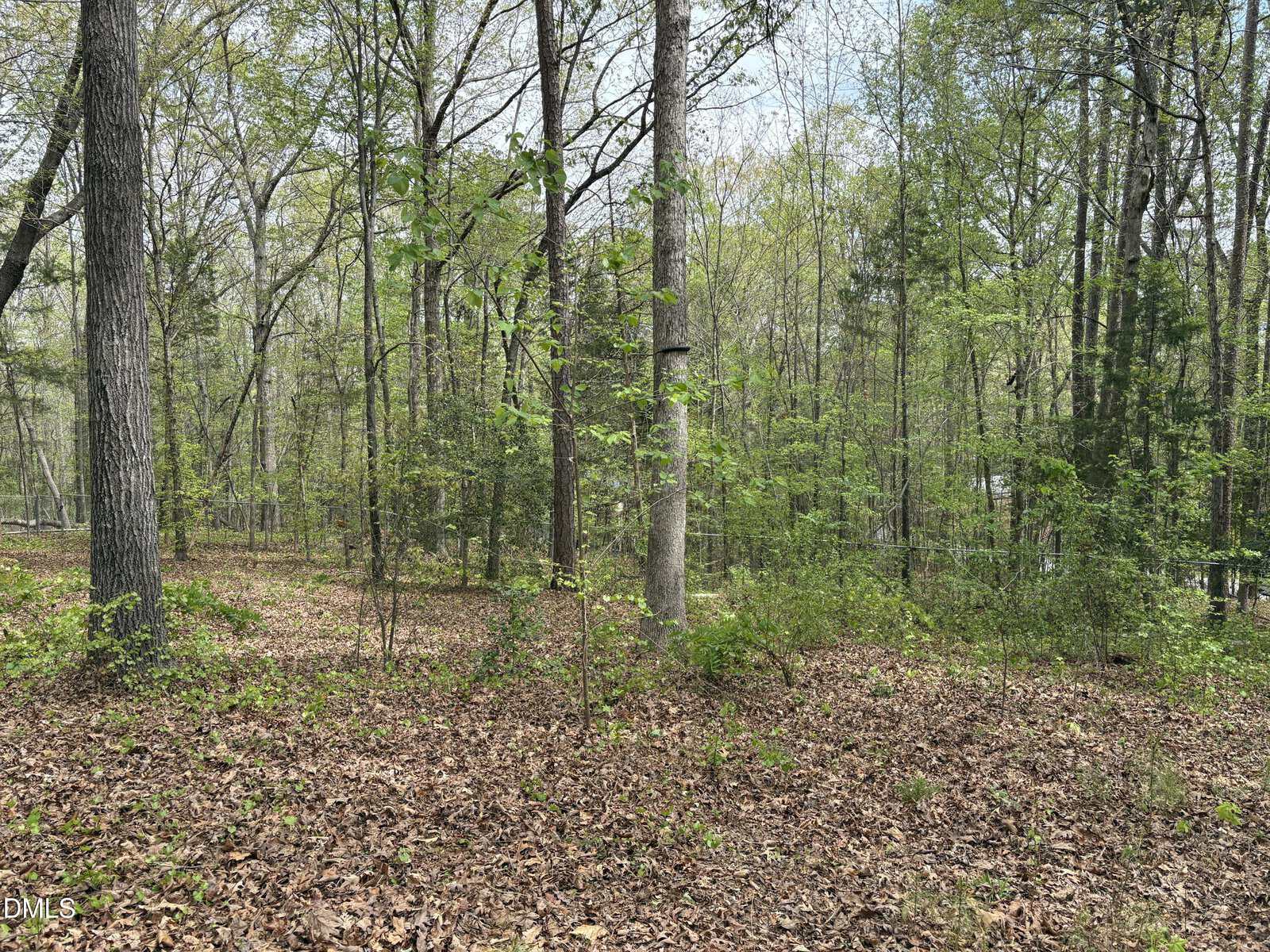 A wooded area with tall trees and scattered green undergrowth. The ground is covered with dry brown leaves, and sunlight filters through the canopy. No structures or people are visible.