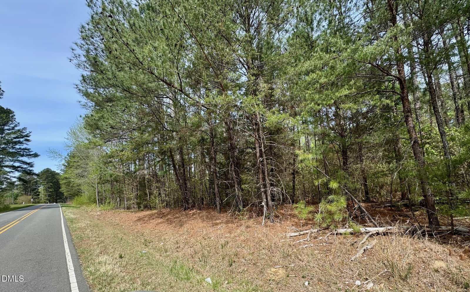A paved road runs alongside a dense forest of tall pine trees under a clear sky. The ground near the trees is covered with pine needles and scattered branches.