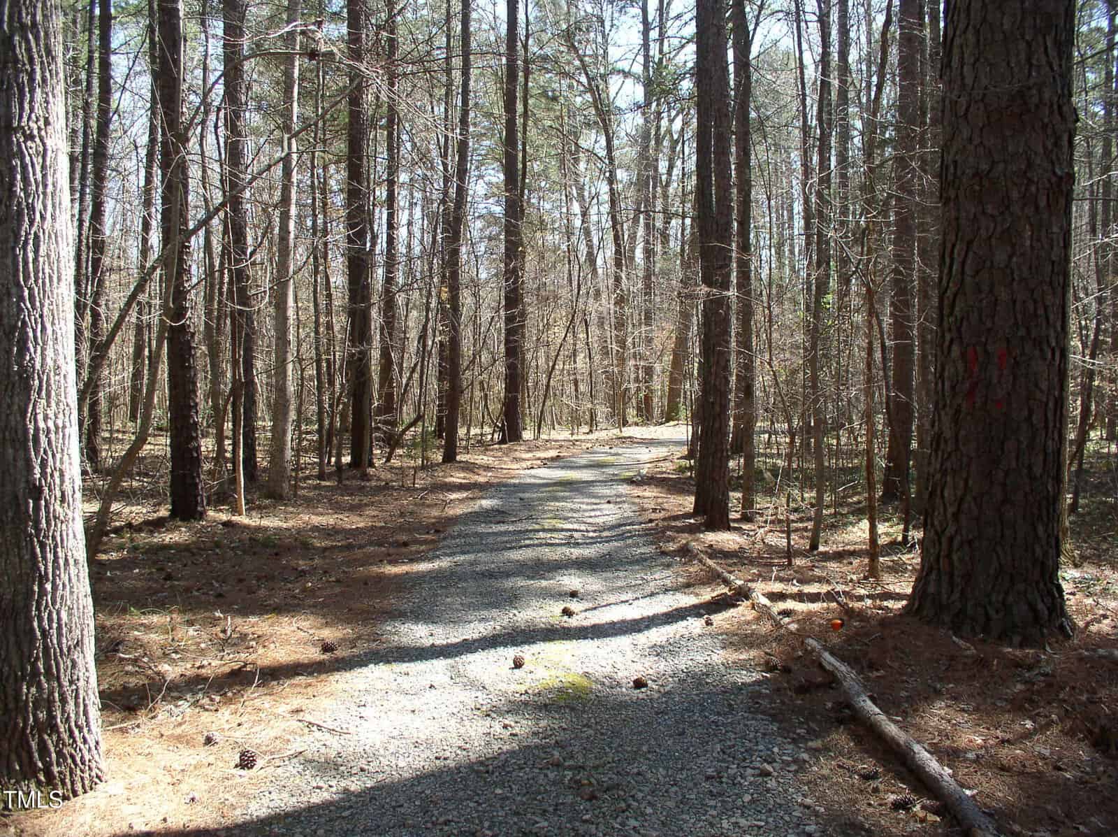 A gravel trail runs through a forest of tall, thin trees with sparse underbrush. Sunlight filters through the branches, casting shadows on the ground. A few sticks and pinecones are scattered along the path.