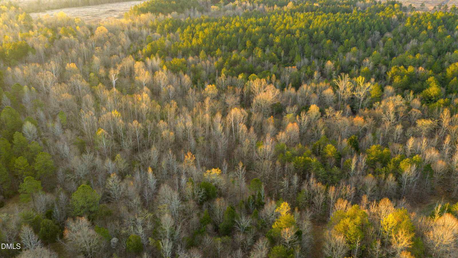 Aerial view of a forest with a mix of leafless and green trees in early morning or late afternoon sunlight, creating a patchwork of colors and textures across the landscape.