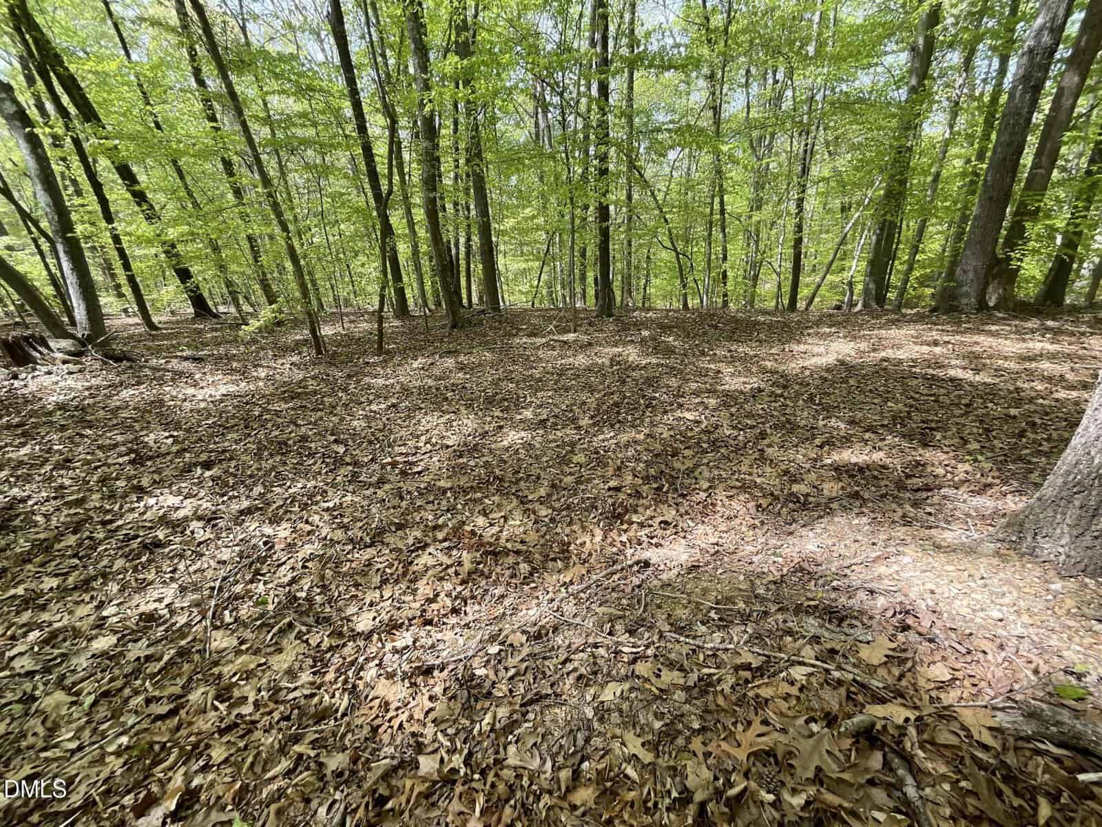 A forest floor covered with dry brown leaves is surrounded by tall trees with green foliage. Sunlight filters through the branches, creating patches of light and shade on the ground.