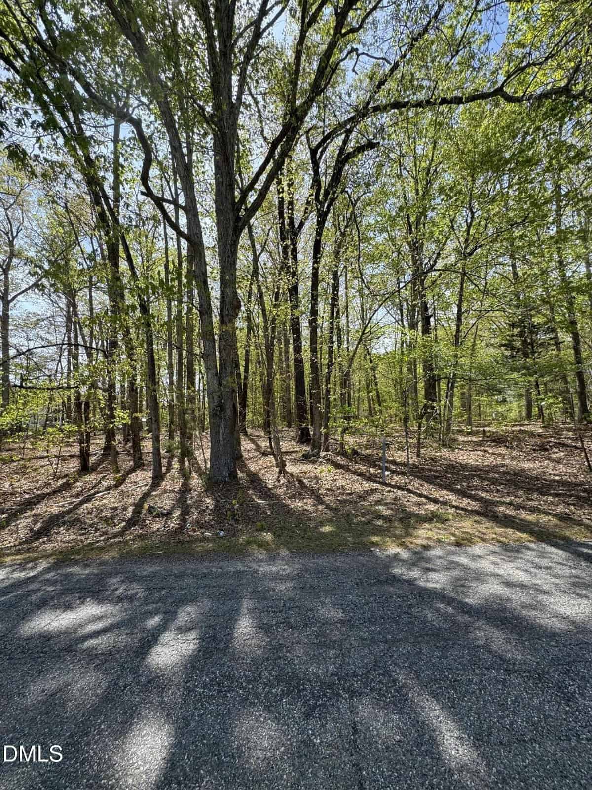 A paved road borders a wooded area with tall trees casting shadows on the ground. Sunlight filters through green leaves, and the forest floor is covered in dry leaves and grass.