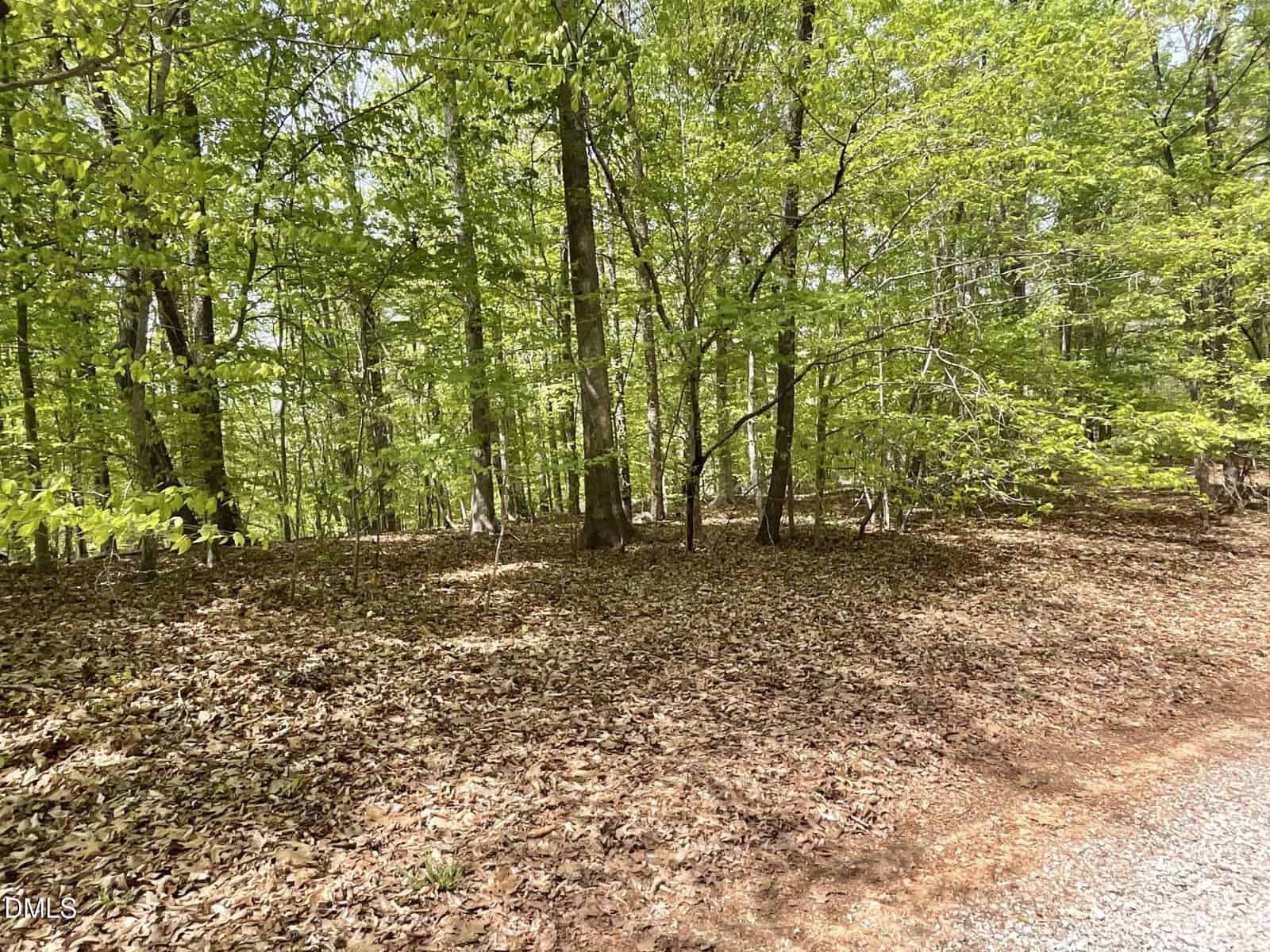 A forested area with tall green trees, leafy undergrowth, and a layer of brown leaves covering the ground next to a gravel path. Sunlight filters through the tree canopy.