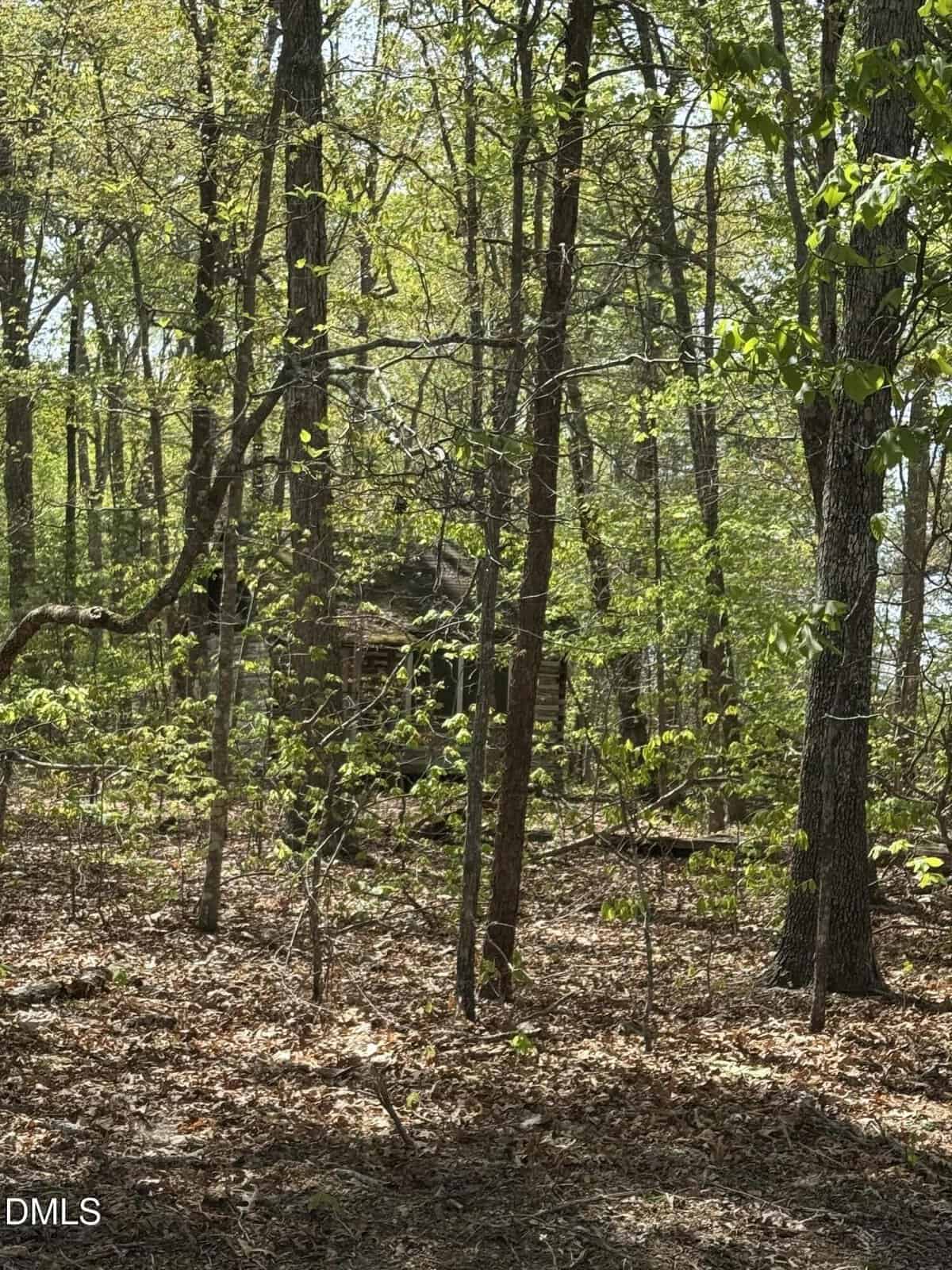 A small wooden cabin is partially hidden among tall trees in a dense forest with sunlight filtering through green leaves and a carpet of dry leaves on the ground.