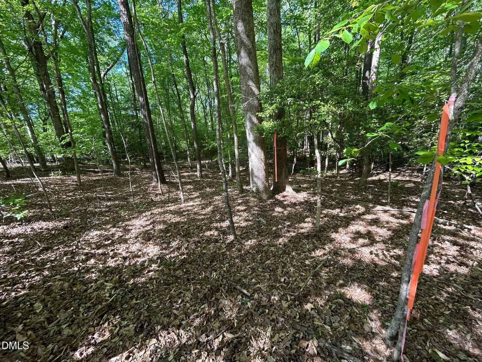 Sunlit forest with tall trees and a leaf-covered ground. Bright orange markers are tied around two trees, possibly indicating a boundary or designated area. Dense green foliage fills the background.