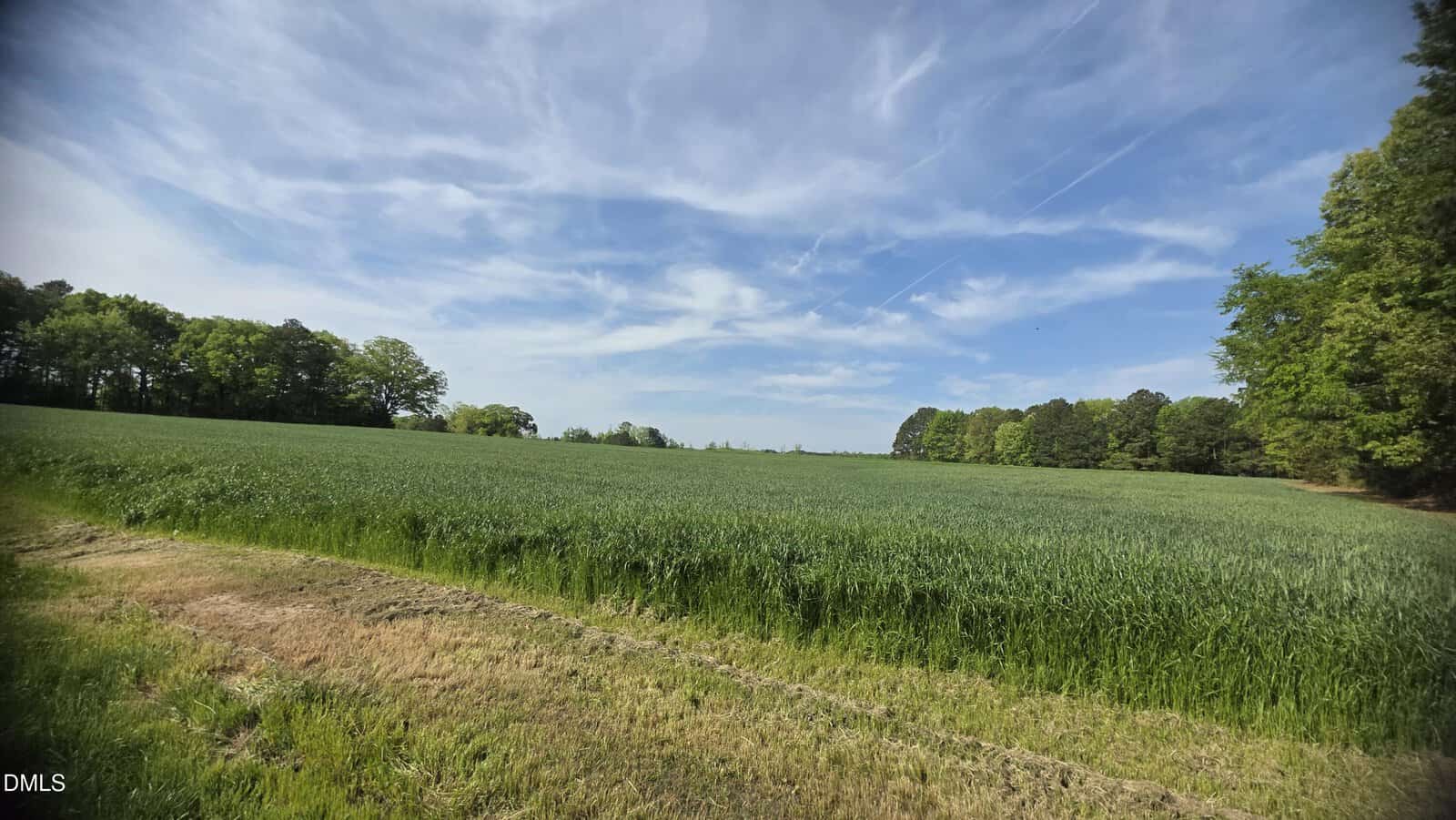 A wide, open green field with tall grass under a blue sky filled with wispy clouds, bordered by dense trees on the right and left sides. A dirt path runs along the foreground.